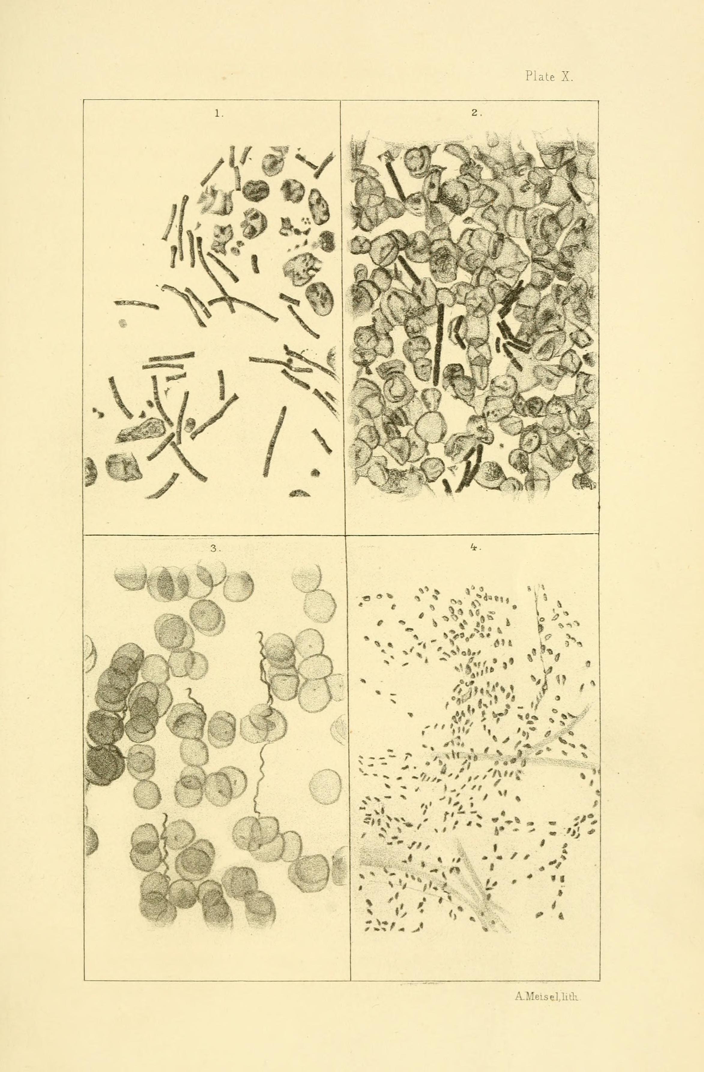 The Bacteria (Plate X) BHL14890554