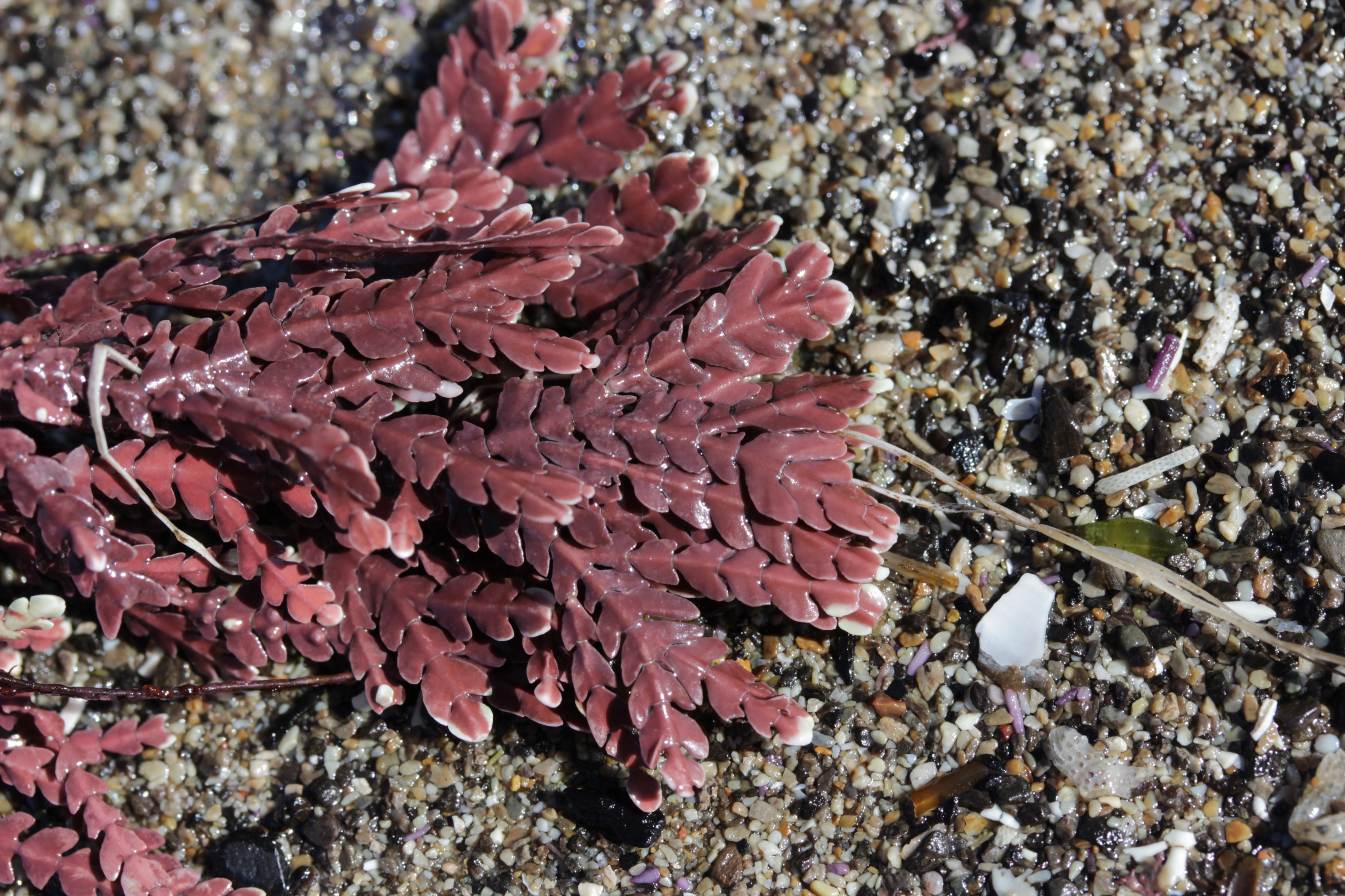 Alga (28753582678)