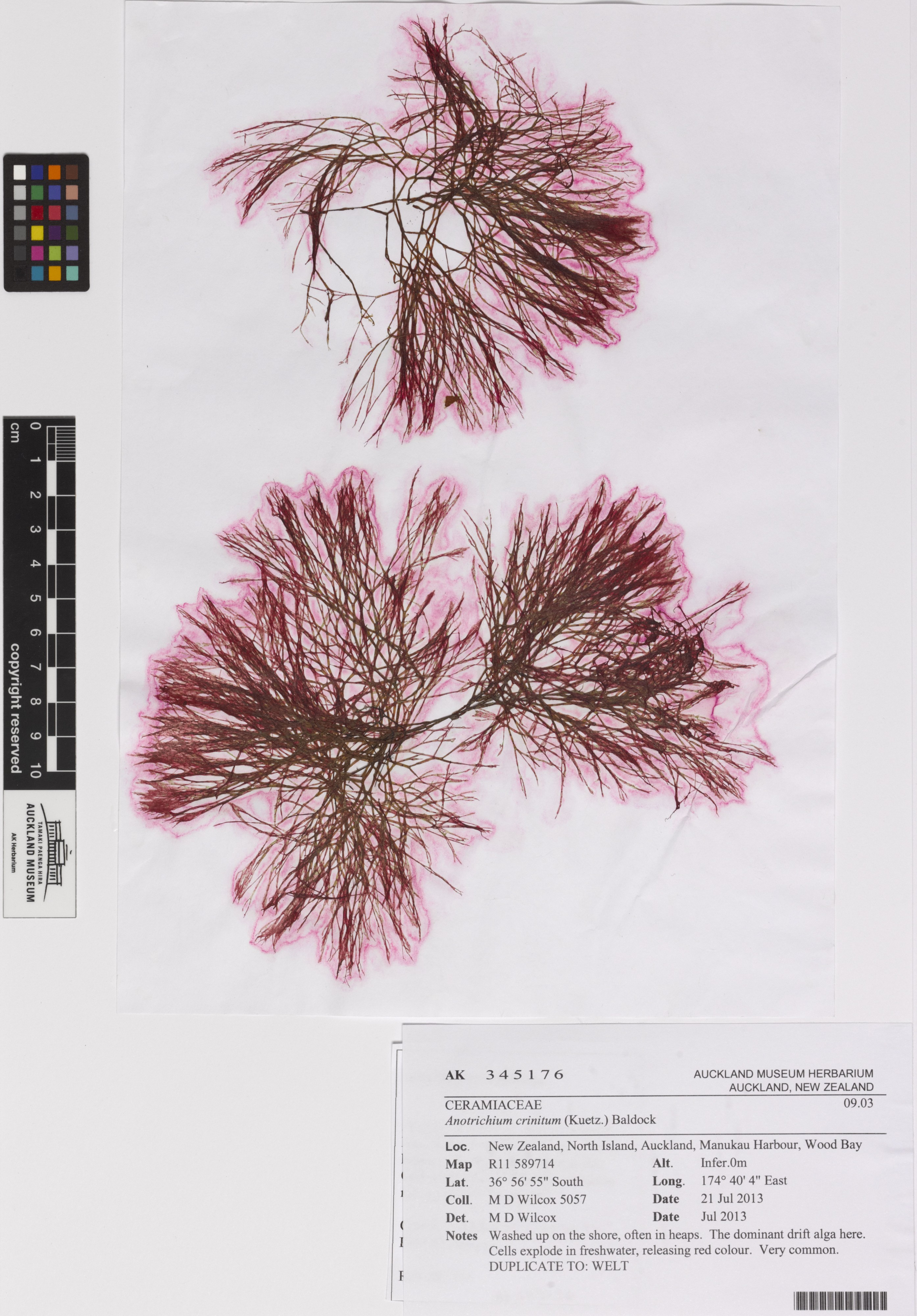 Anotrichium crinitum (Kuetz.) Baldock (AM AK345176)