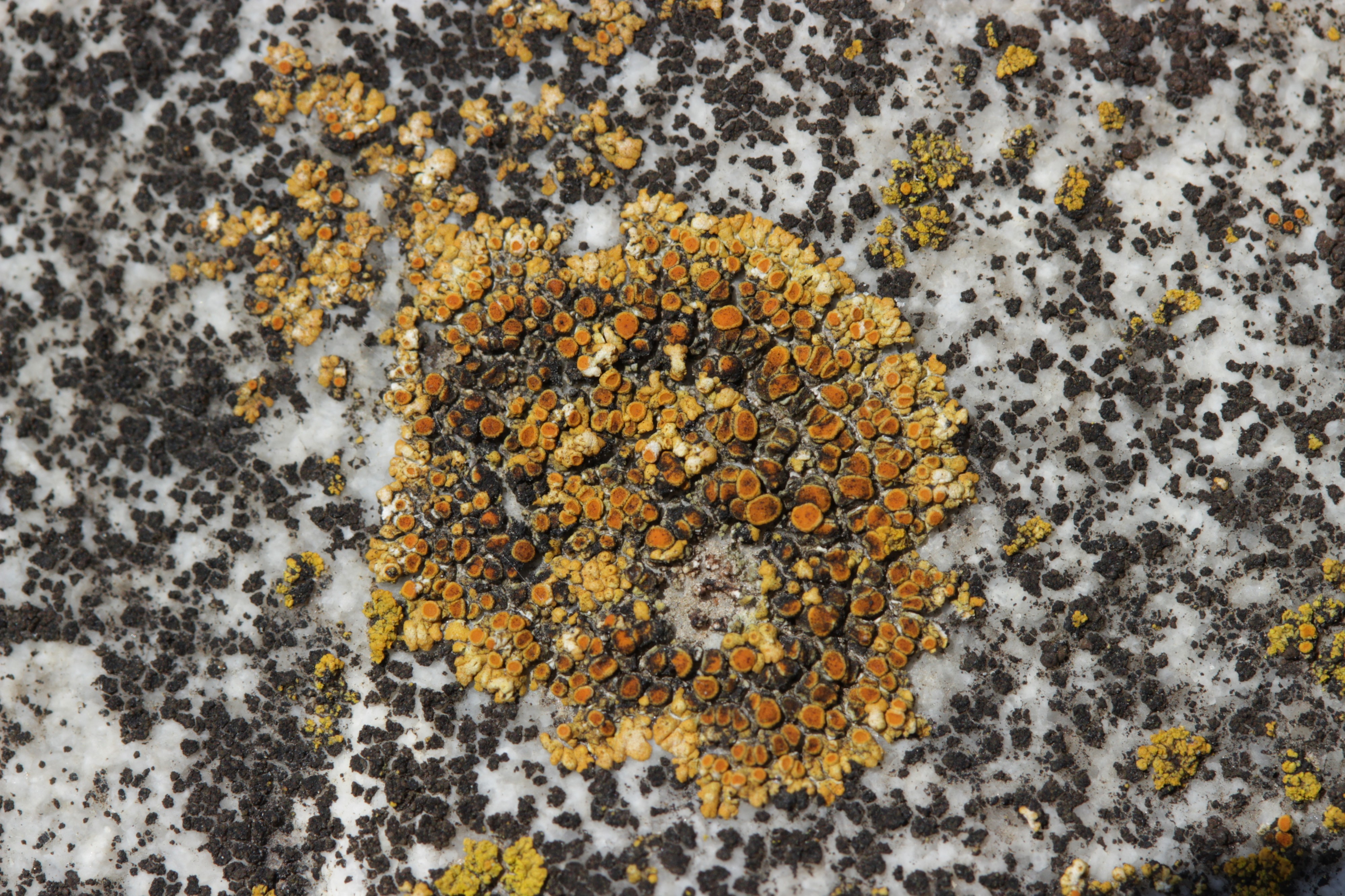 Caloplaca sp. (43857373764)