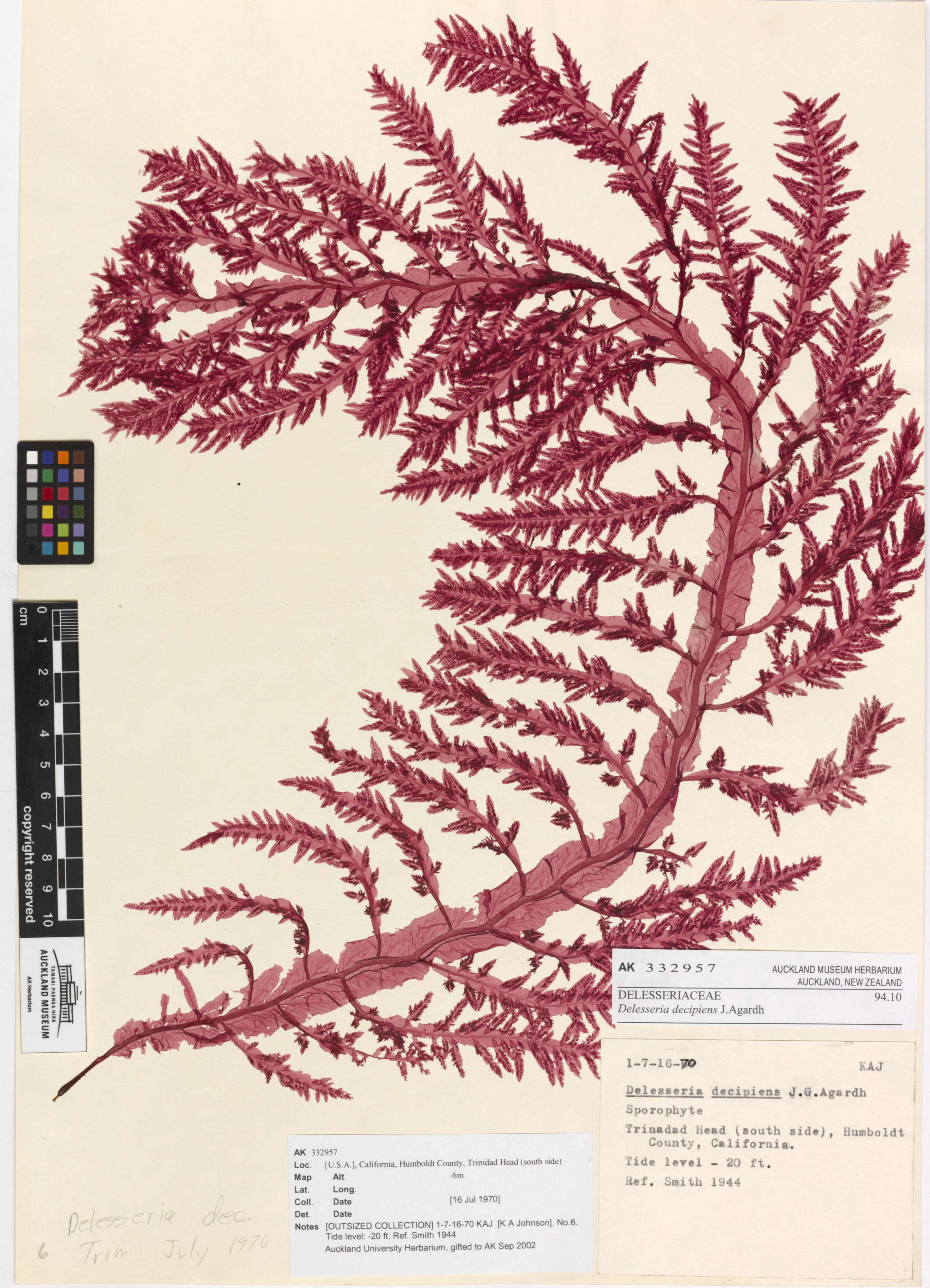 Delesseria decipiens J.Agardh (AM AK332957)