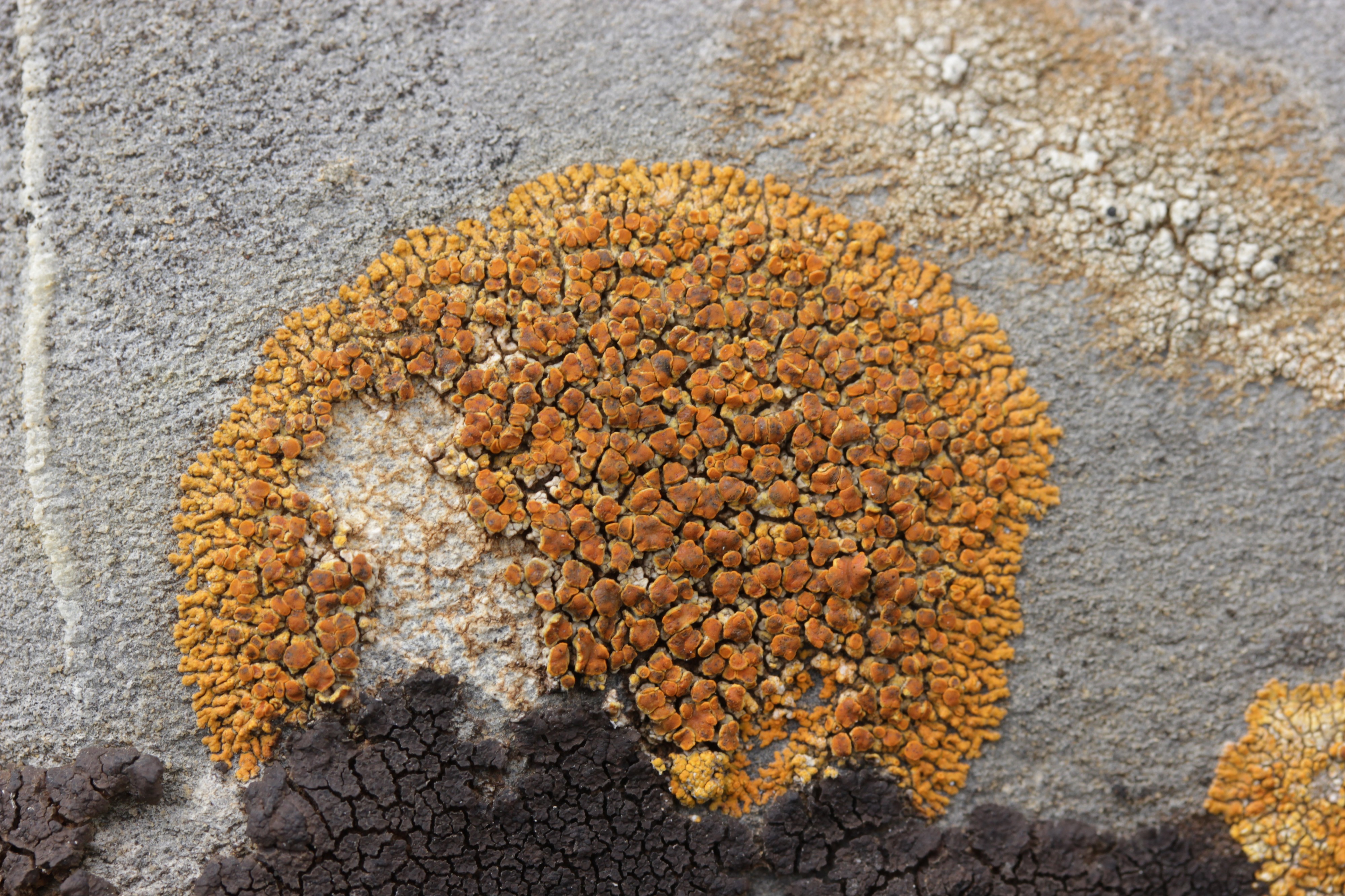 Elegant Sunburst Lichen - Rusavskia elegans (30347215028)