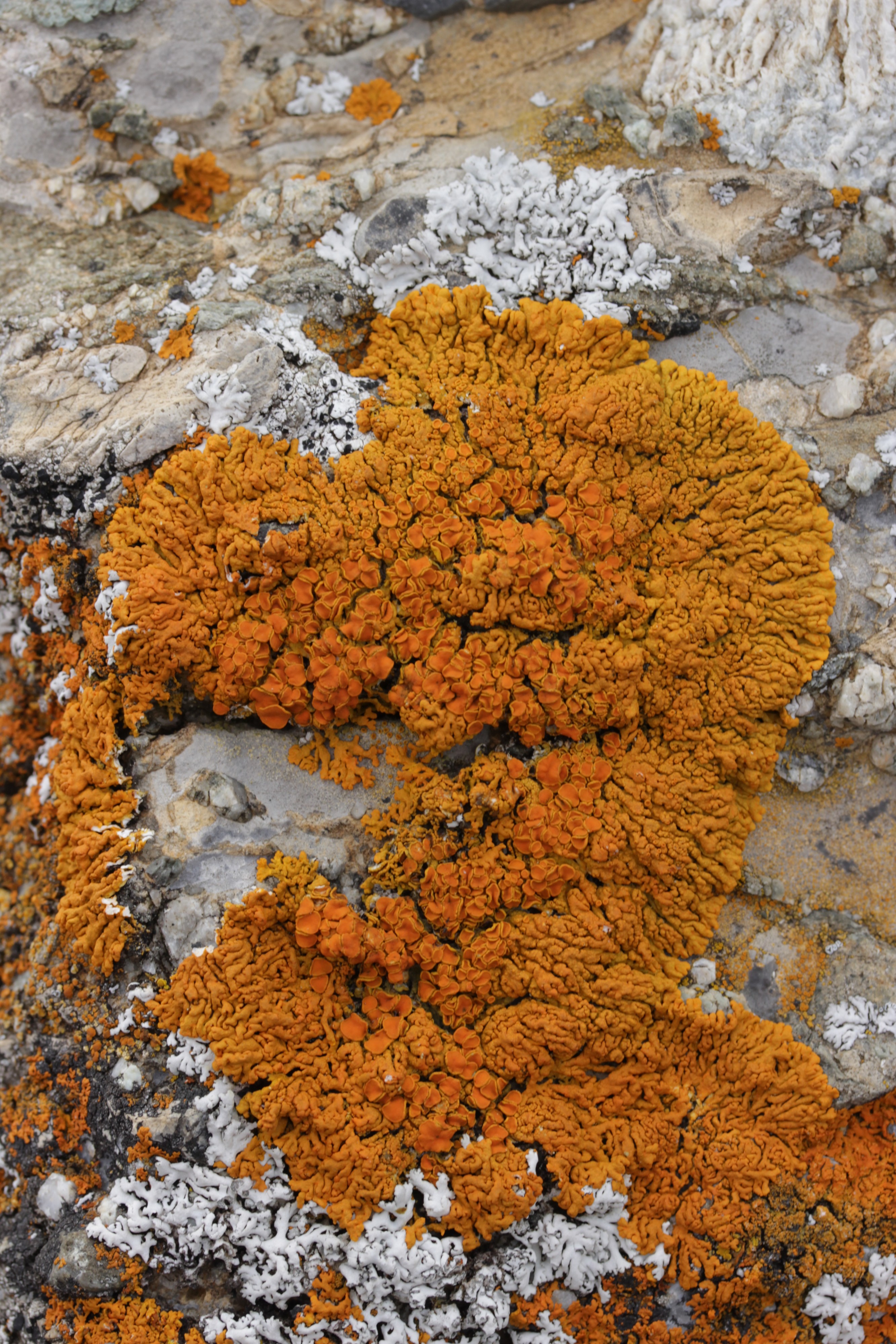 Elegant Sunburst Lichen - Rusavskia elegans (30365685788)