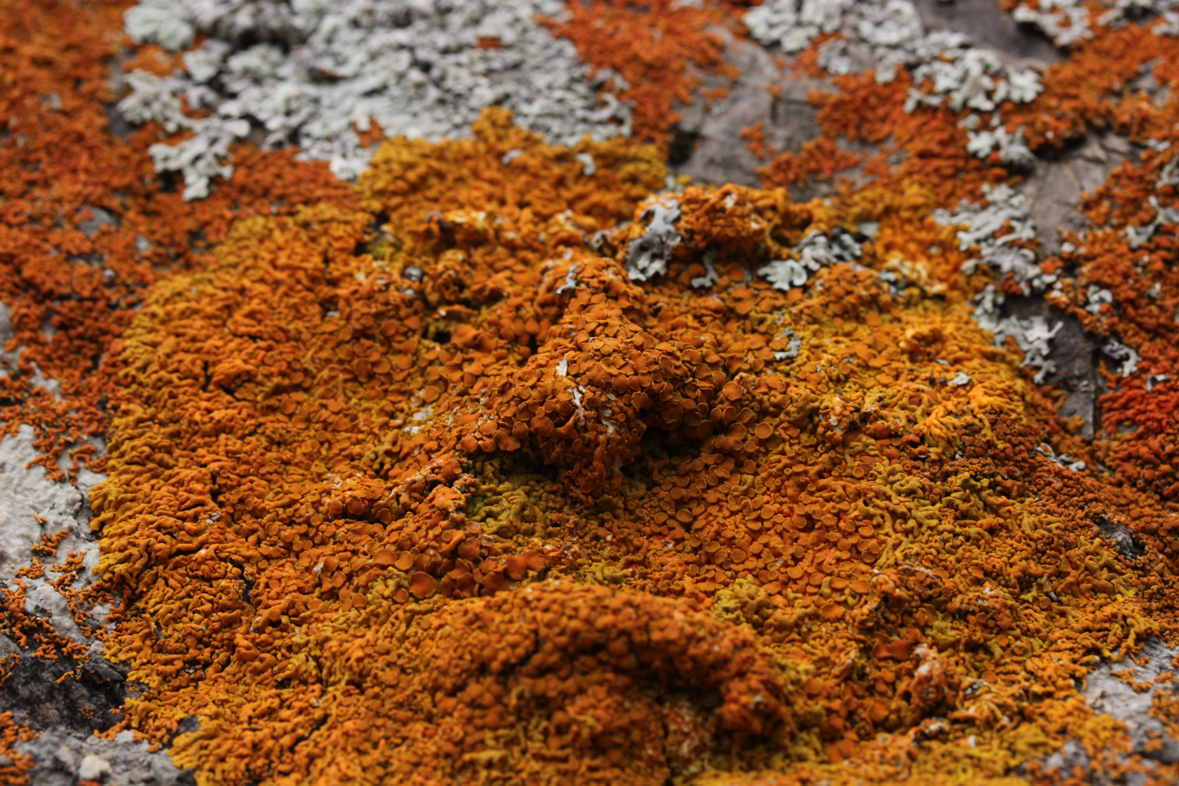 Elegant Sunburst Lichen - Rusavskia elegans (30477193718)