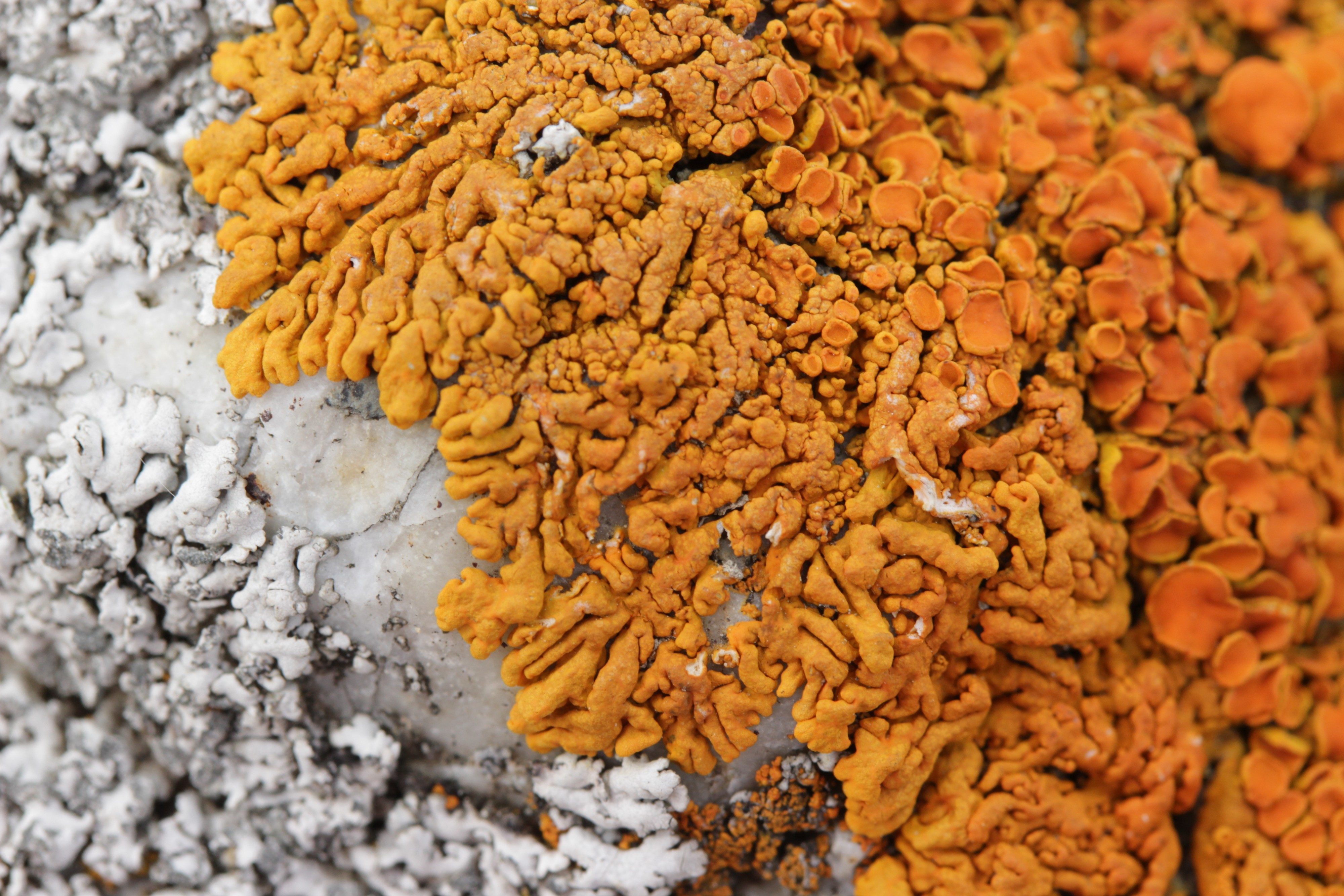 Elegant Sunburst Lichen - Rusavskia elegans (42415540500)