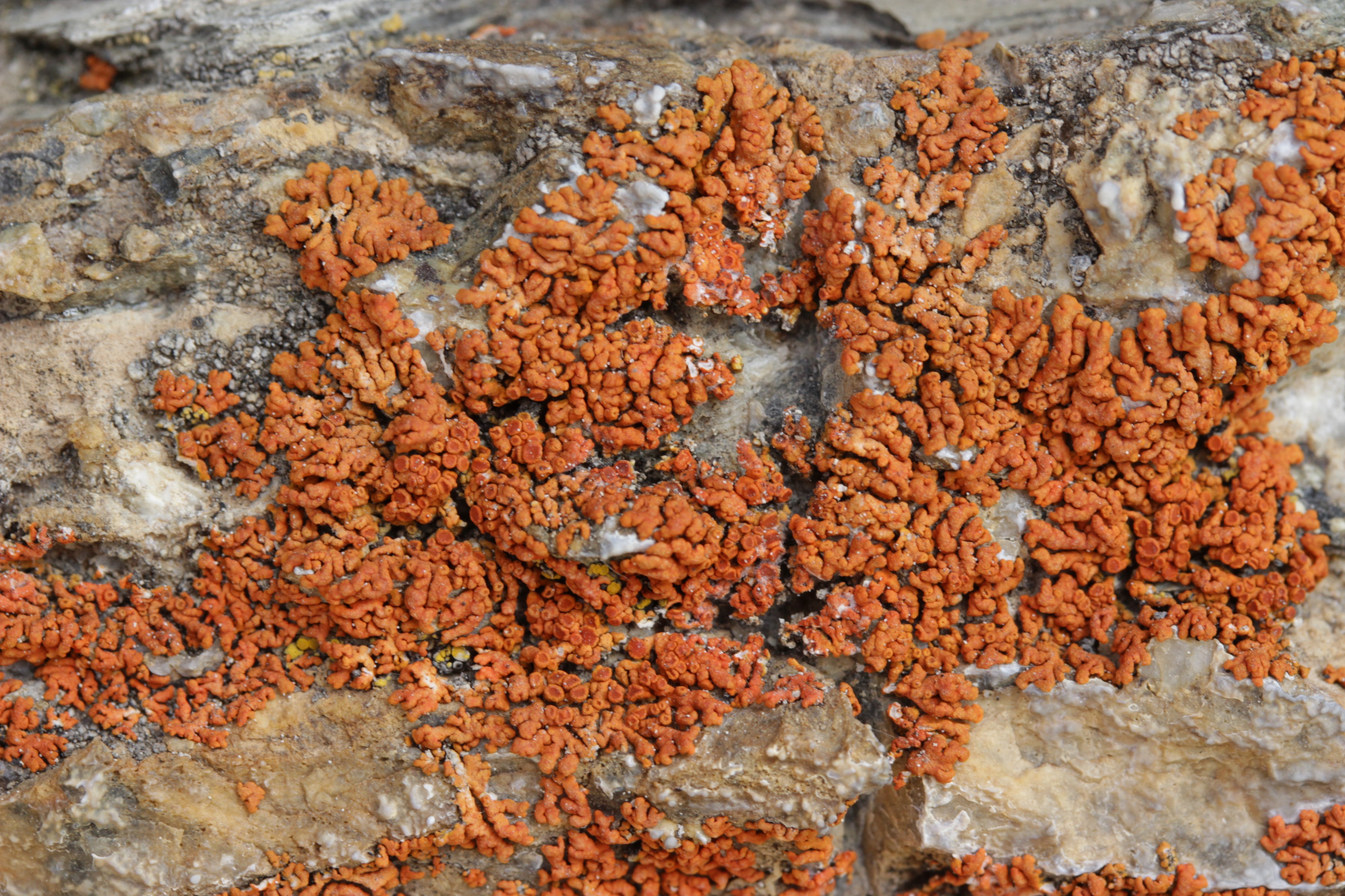 Elegant Sunburst Lichen - Rusavskia elegans (43290760455)