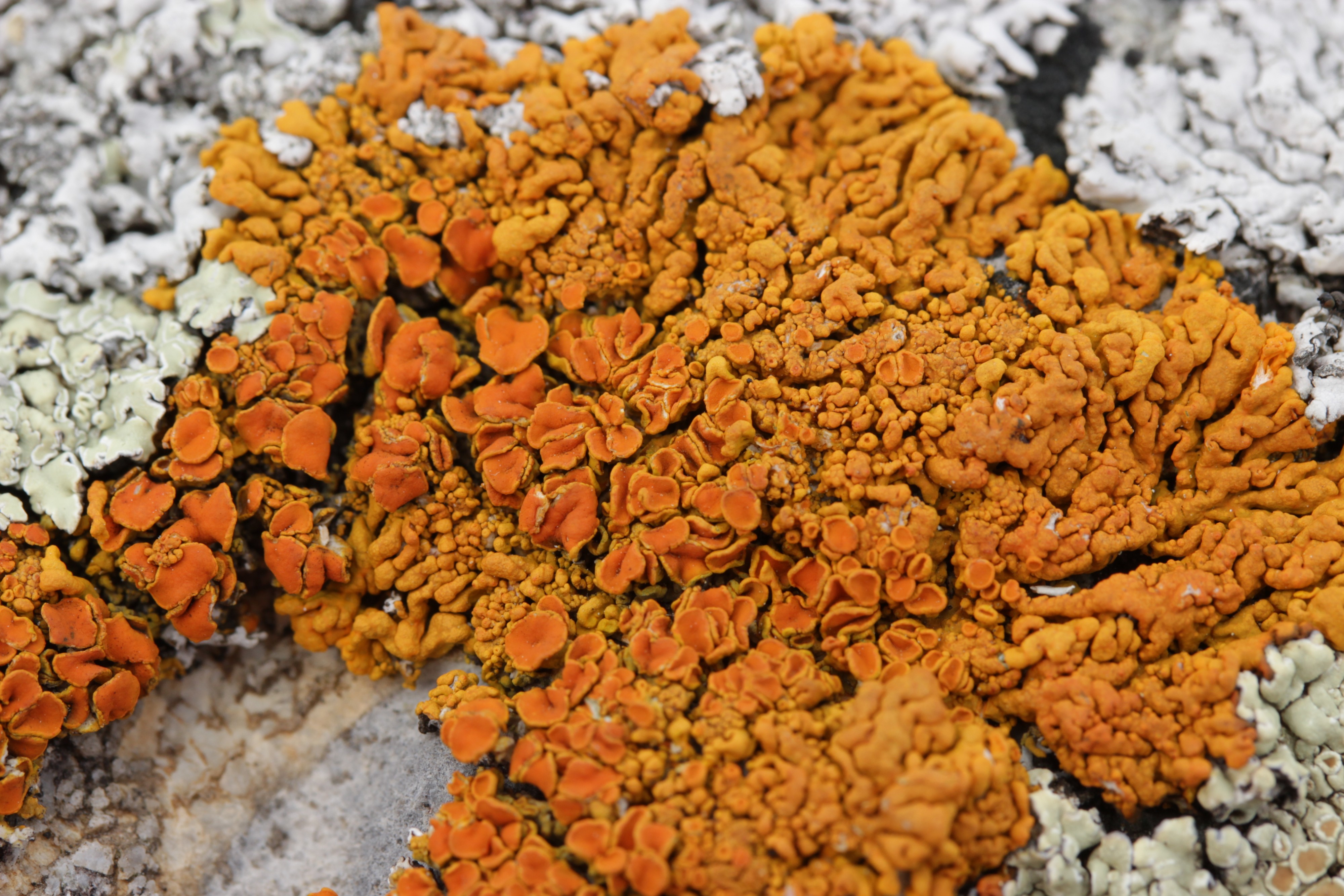 Elegant Sunburst Lichen - Rusavskia elegans (44174802512)