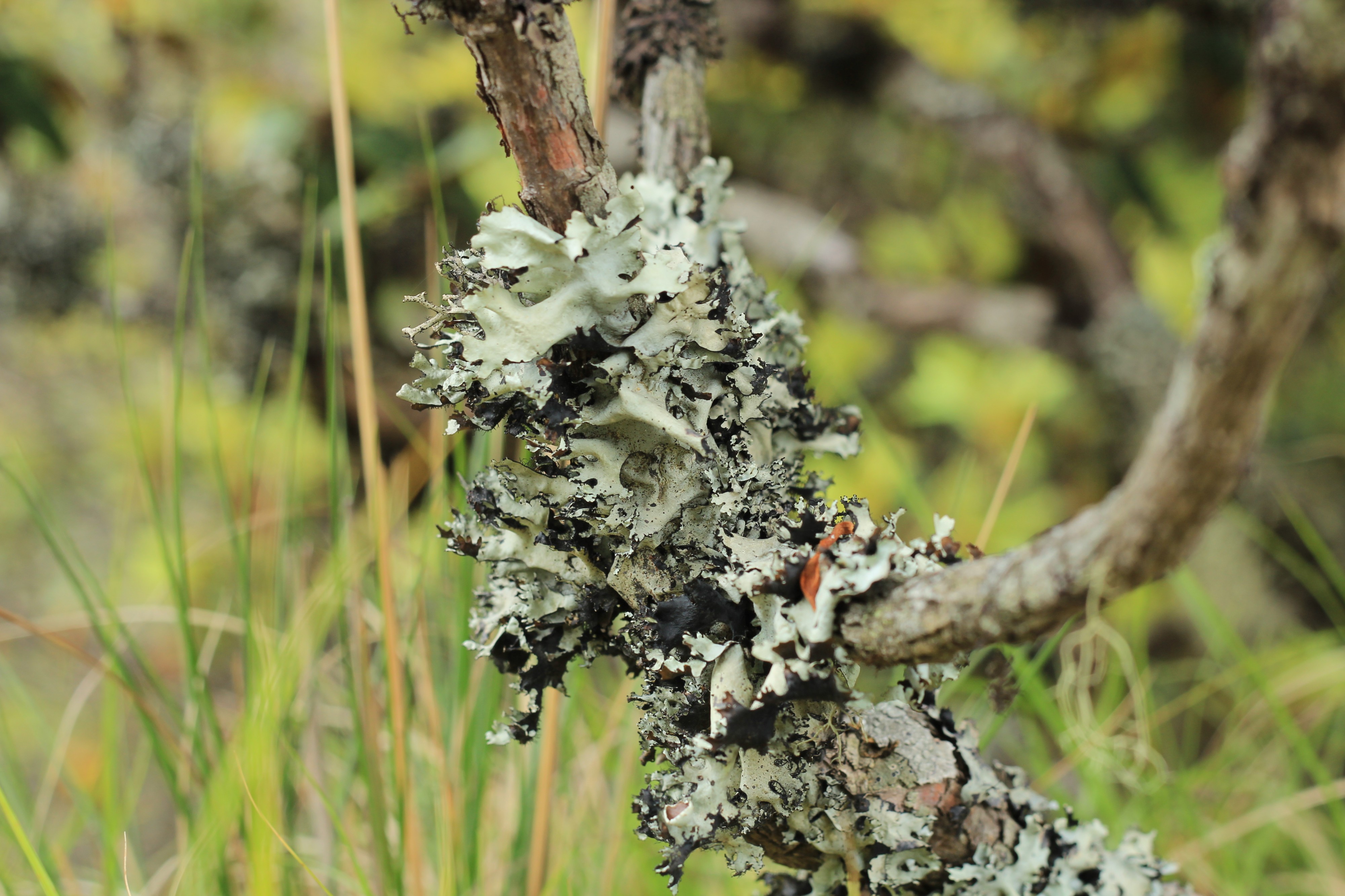 Fungus on twig