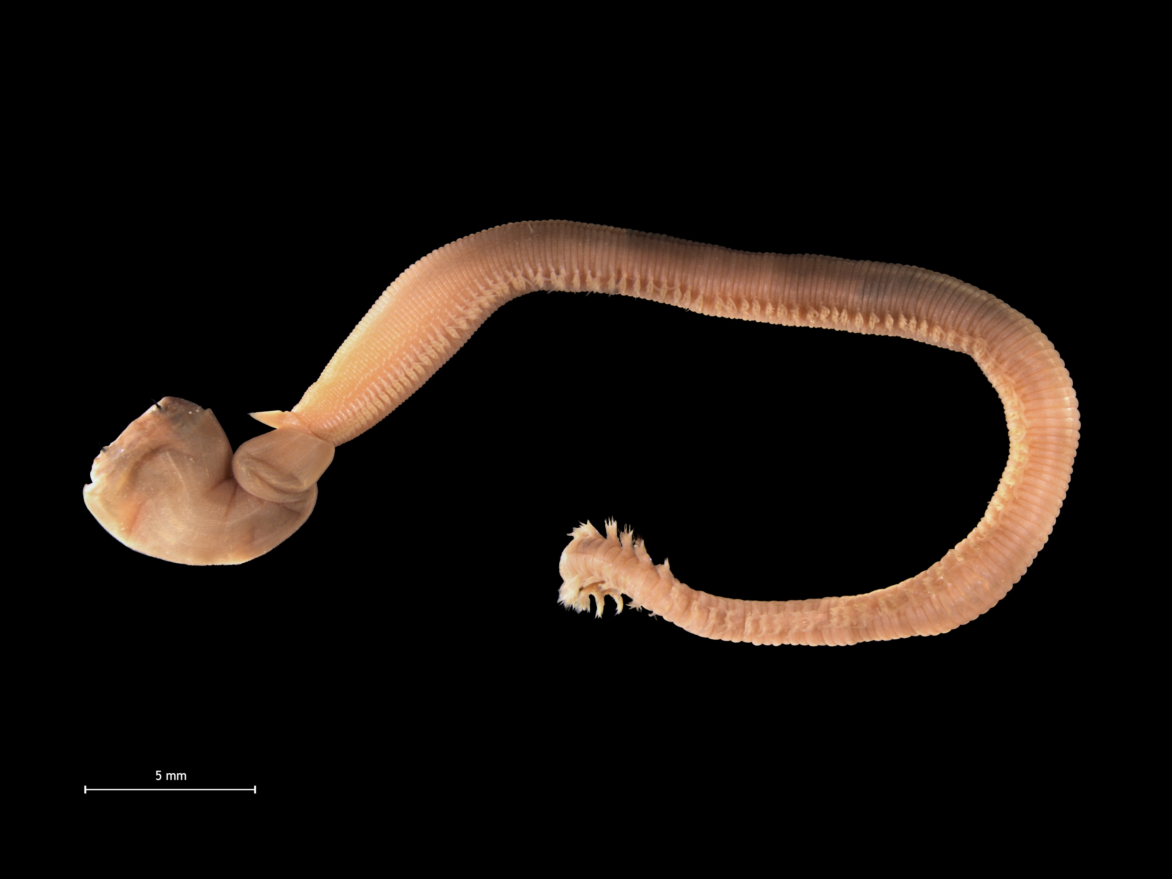 Glycera alba (dim)
