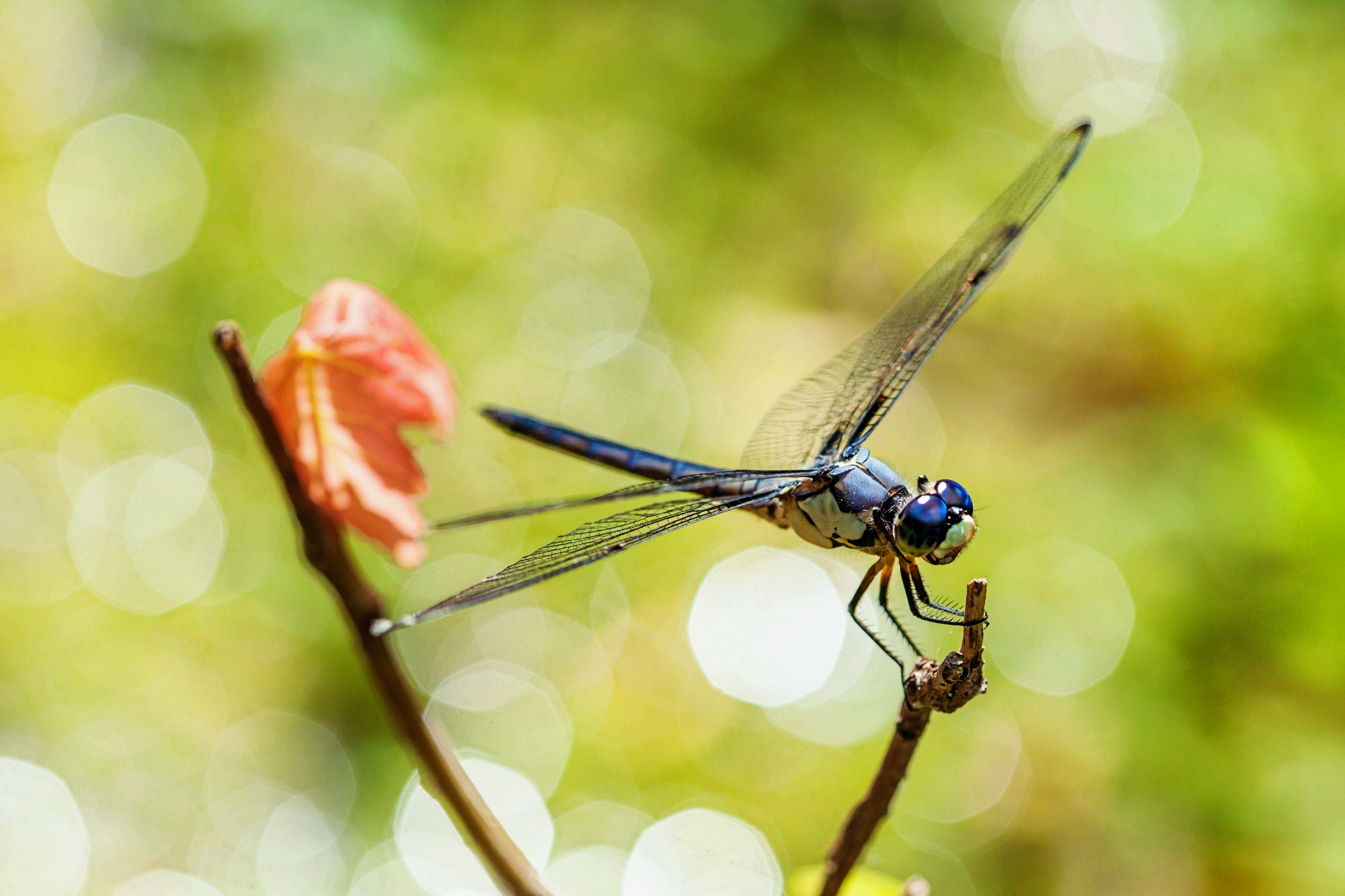 Great blue skimmer (21040904430)