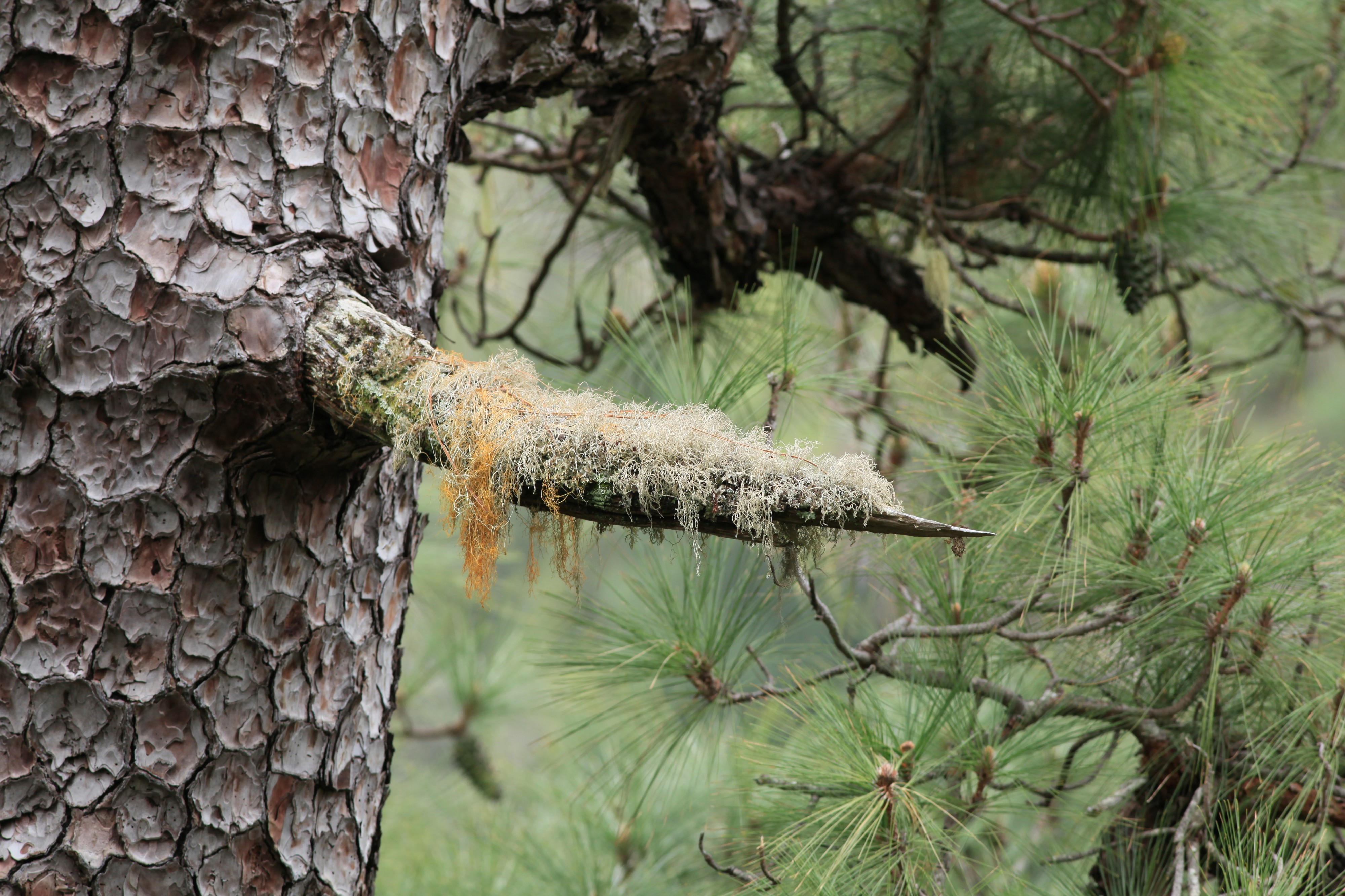 La Palma - Barlovento - LP-109 - Pinus canariensis + Lichens 08 ies