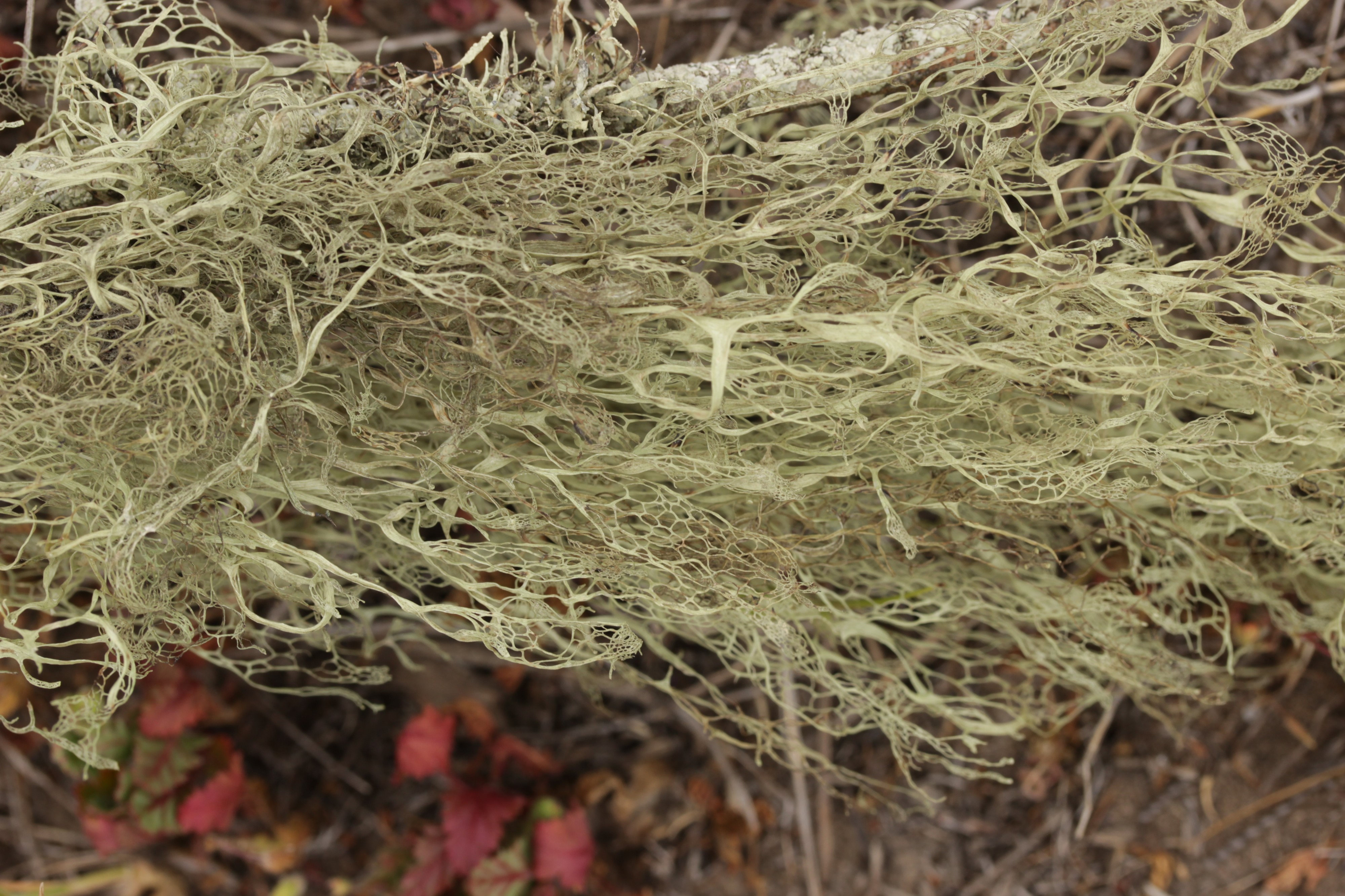 Lace Lichen - Ramalina menziesii (42085649345)