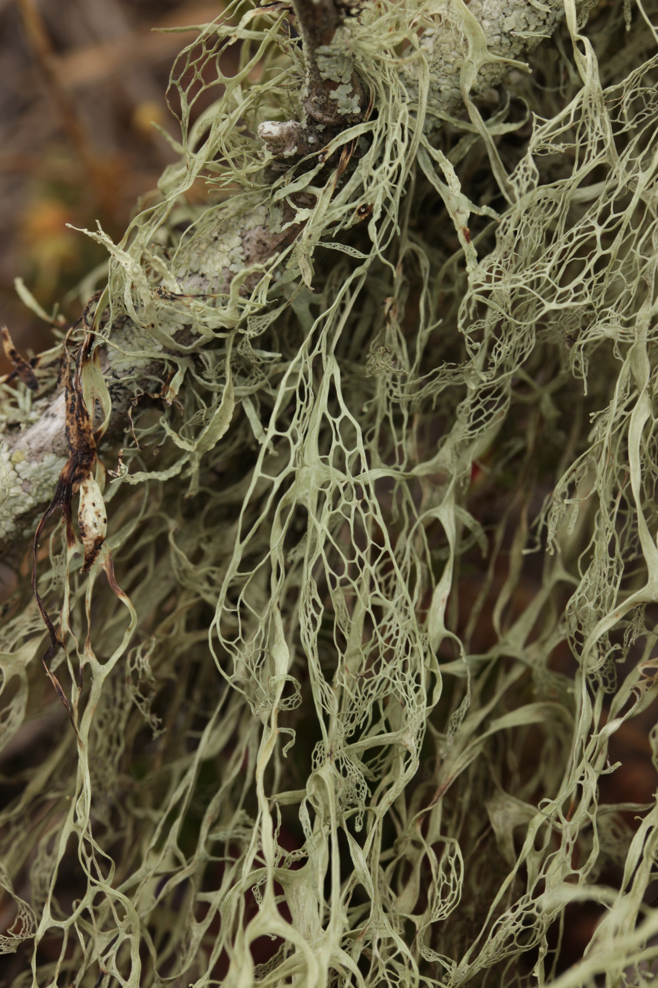 Lace Lichen - Ramalina menziesii (42085654495)