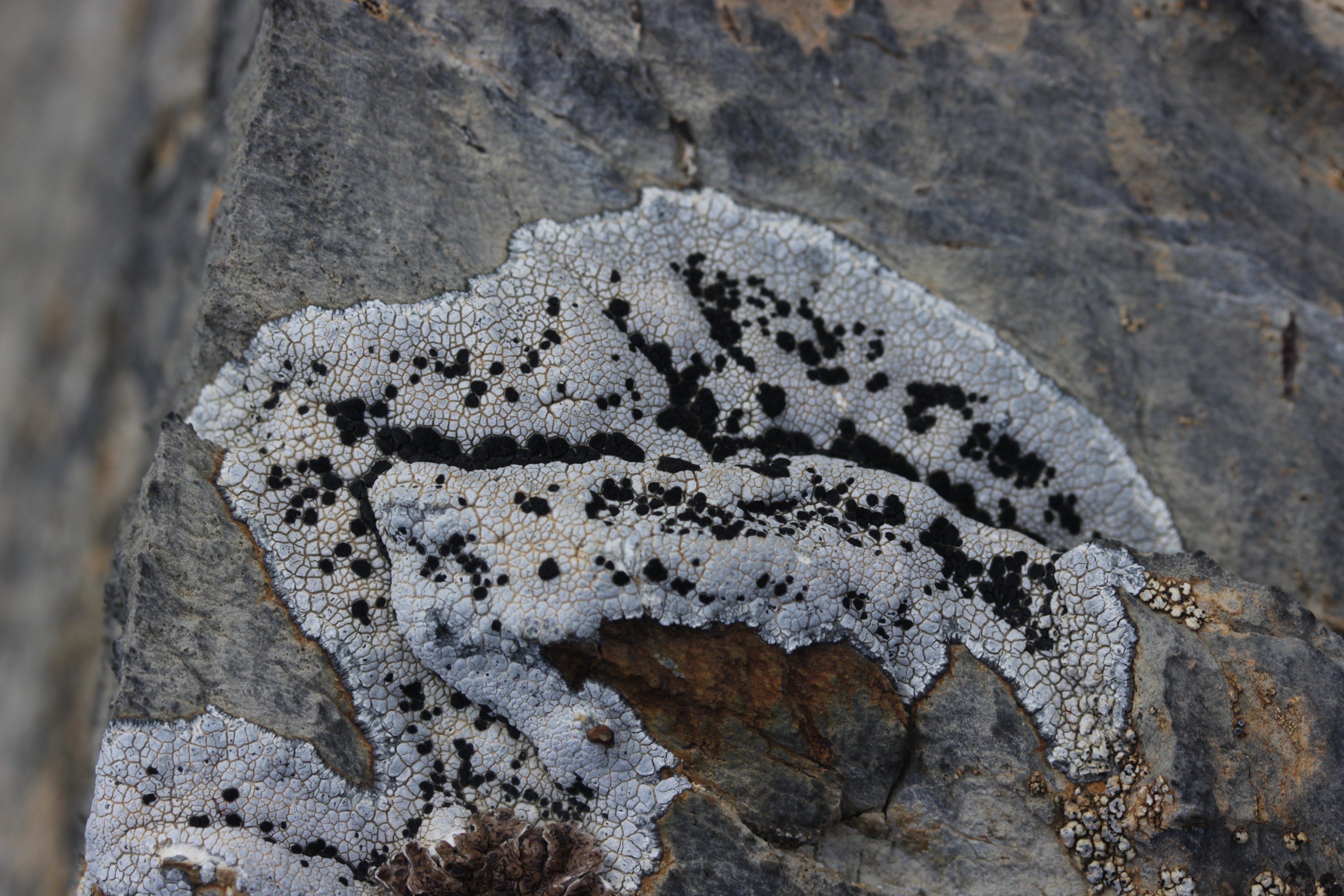 Lichen (19999915153)