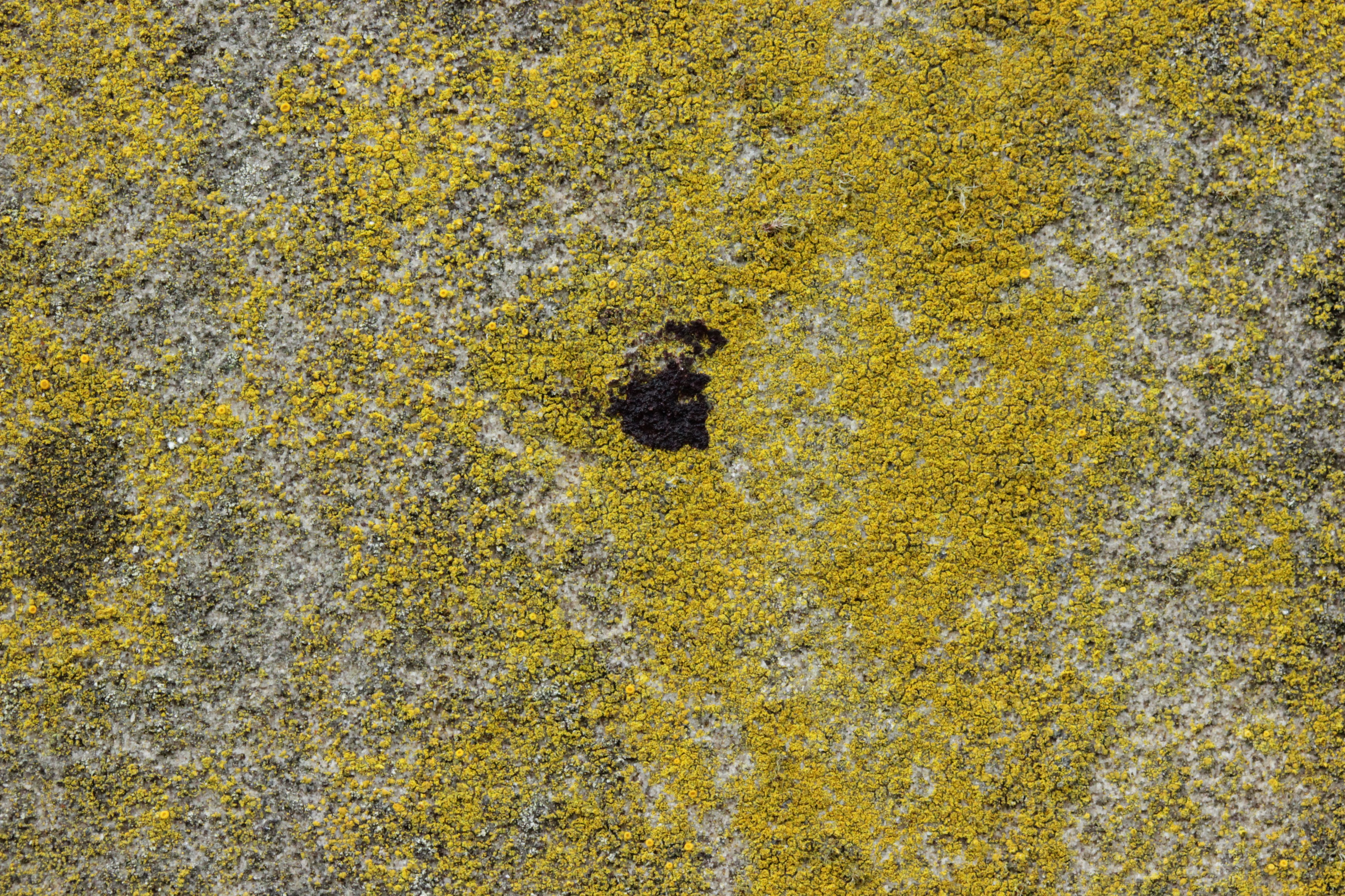 Lichen (26726584137)