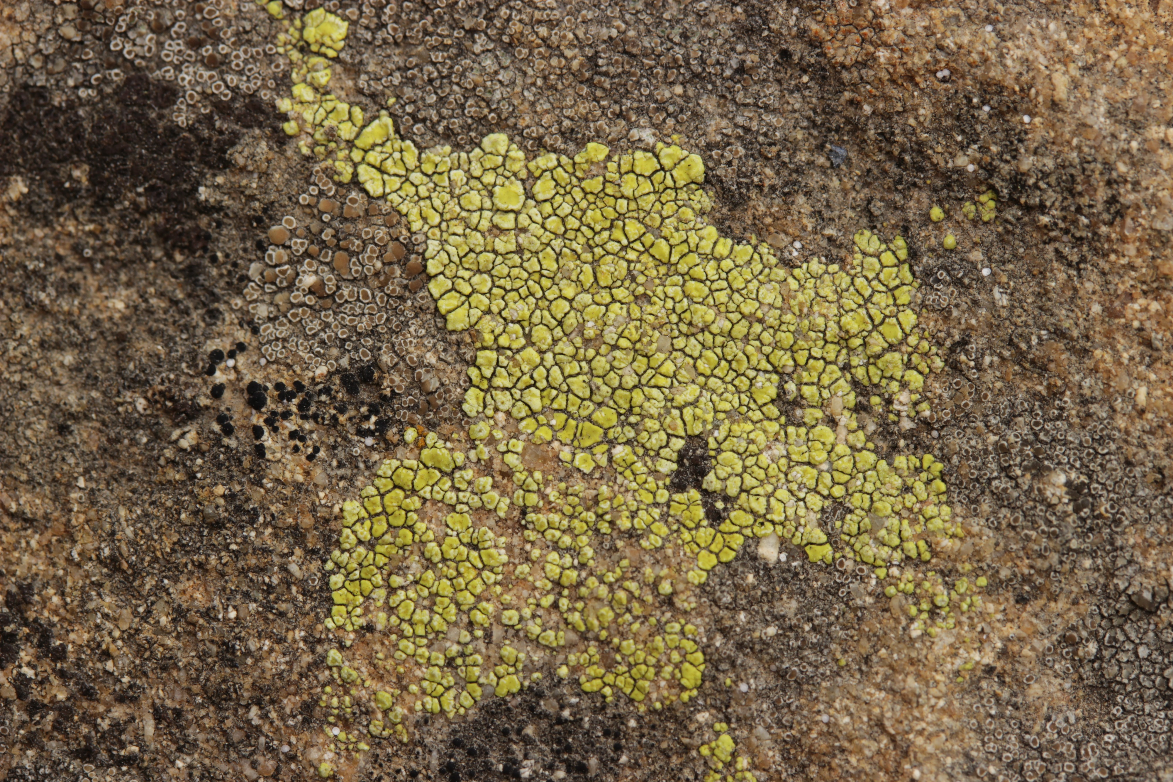 Lichen (28129846217)