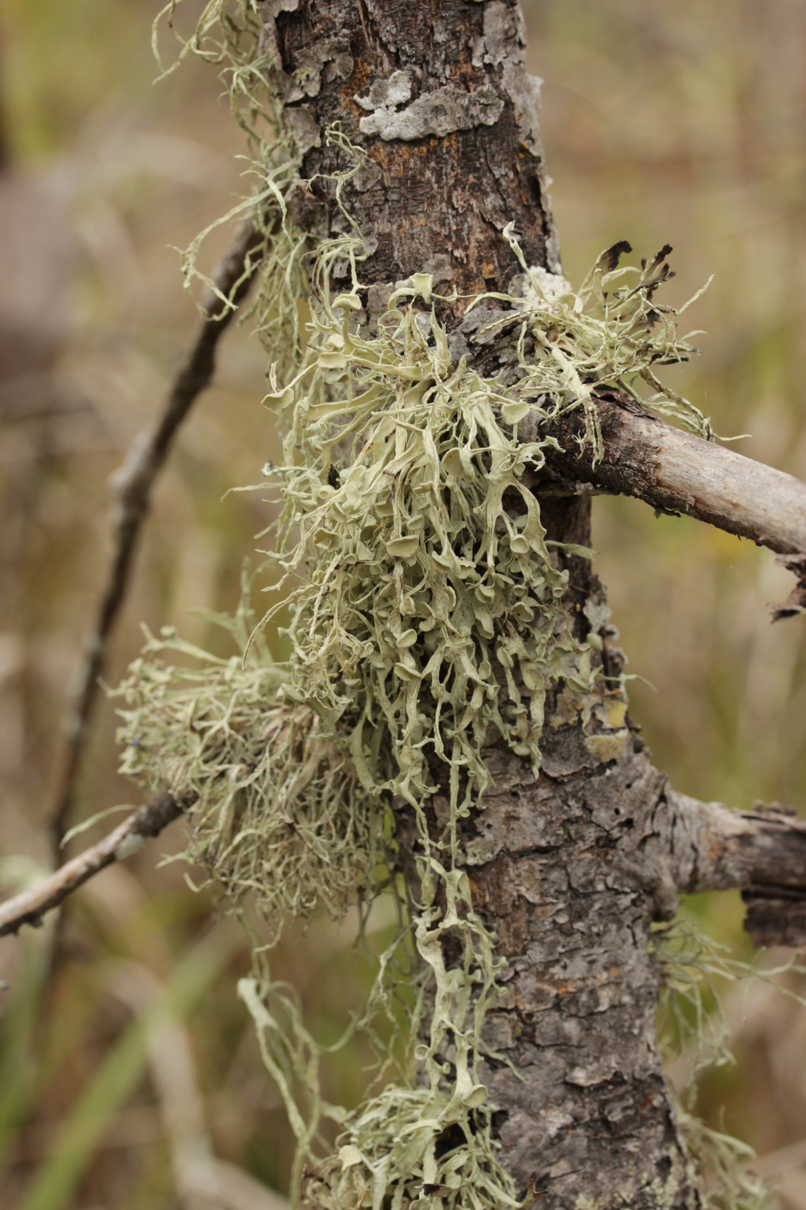 Lichen (29083102928)