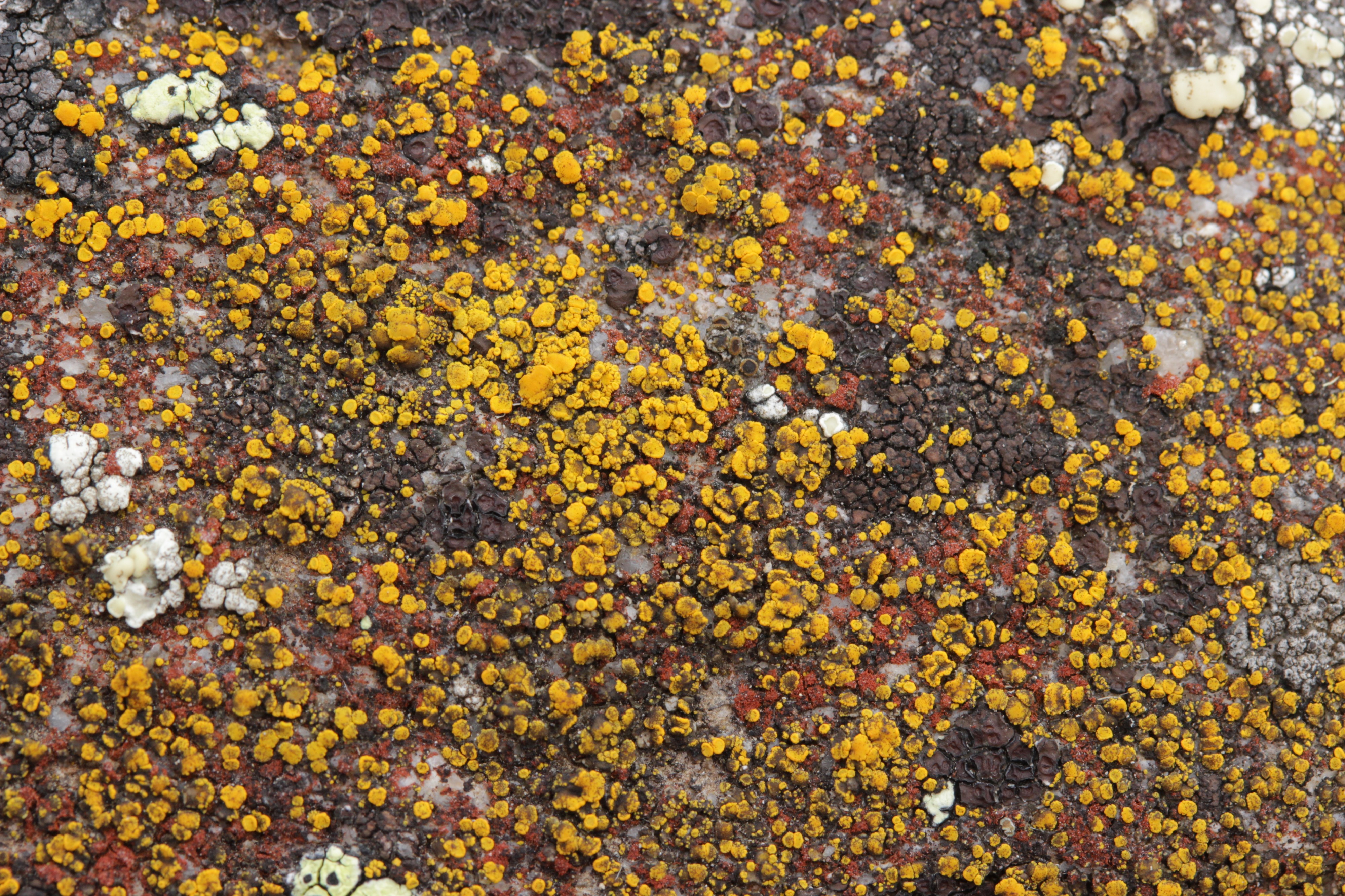 Lichen (30656808258)