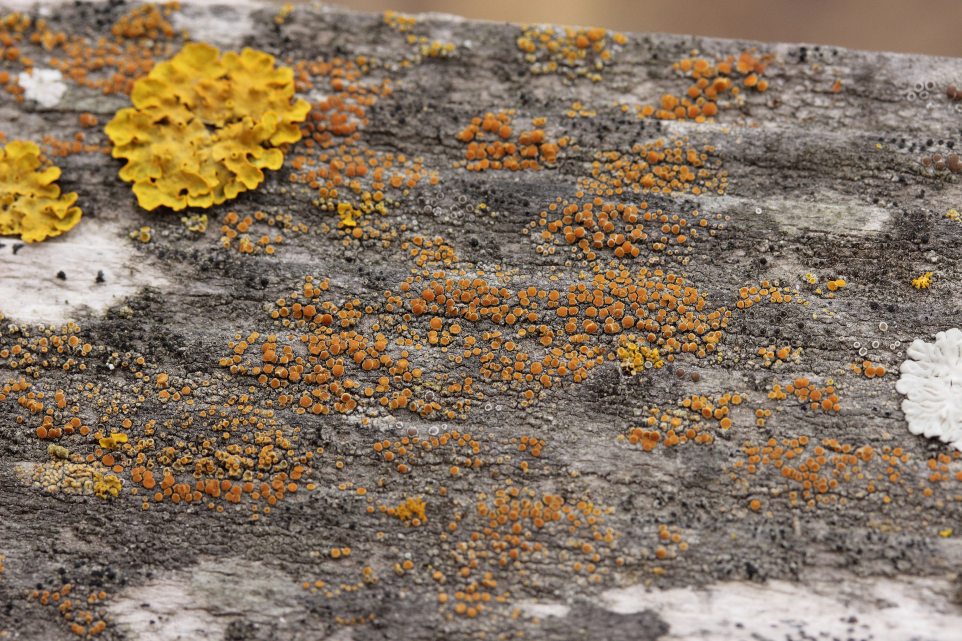 Lichen (41077560500)