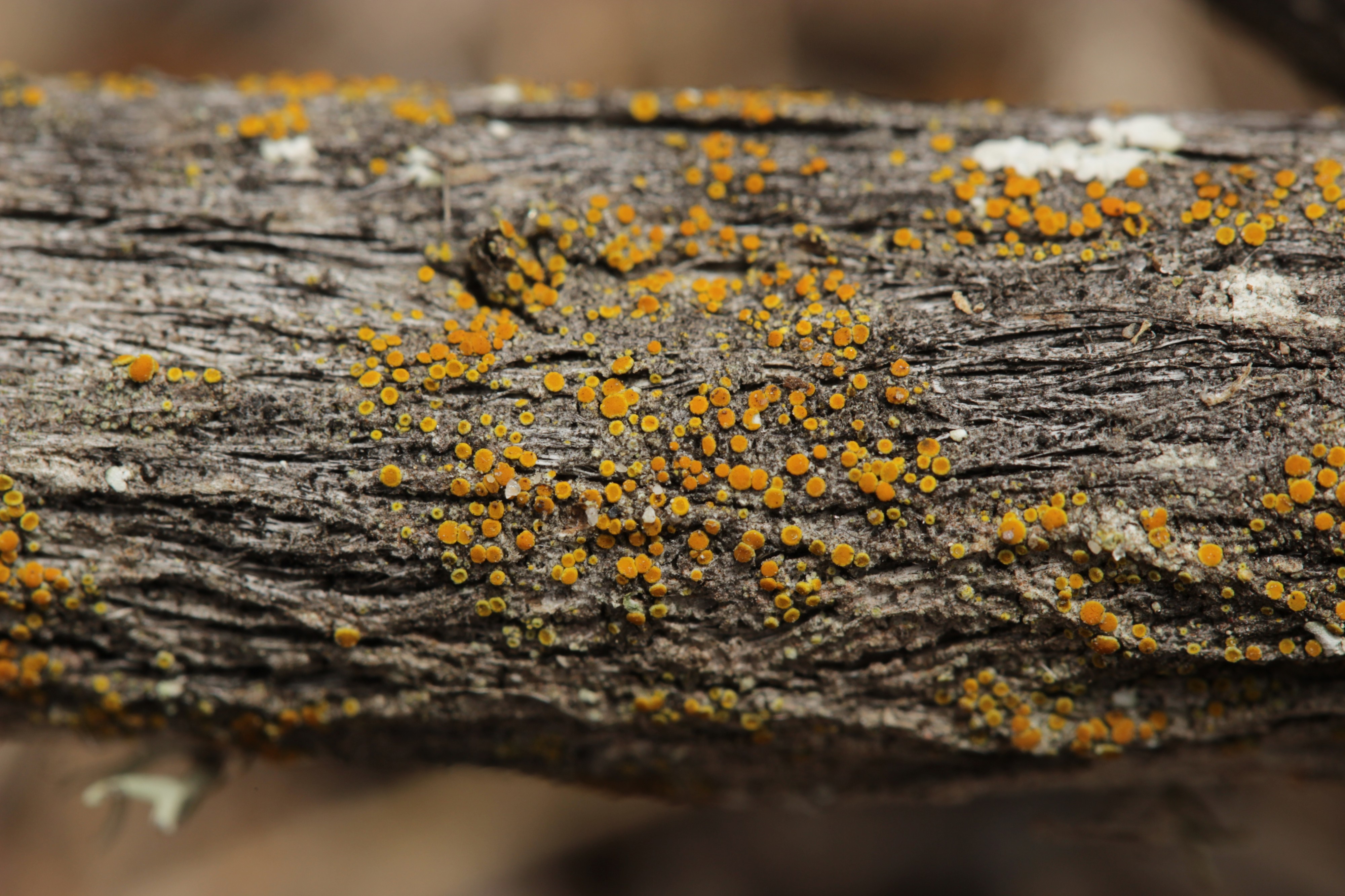 Lichen (41089931300)