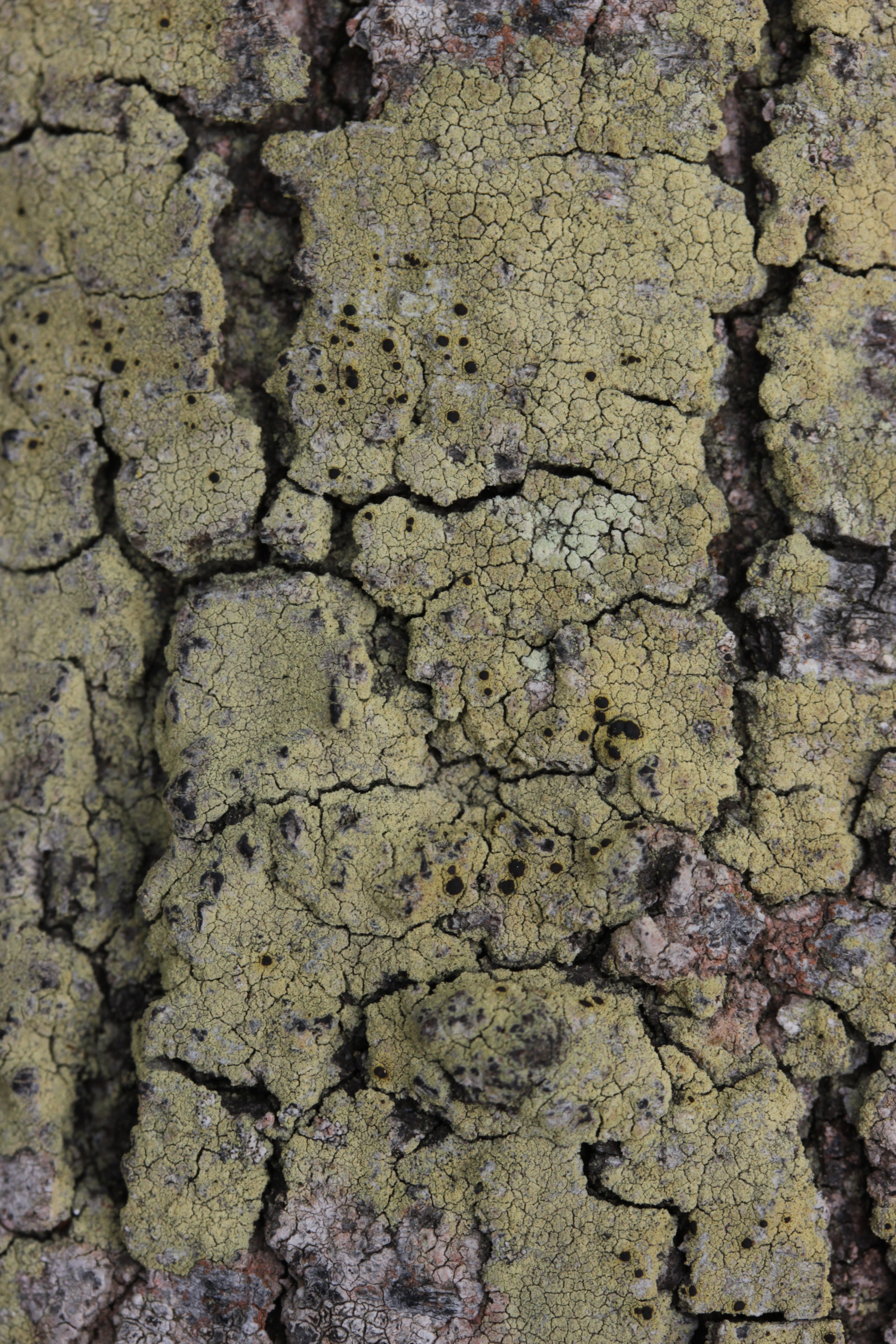 Lichen (41969531595)