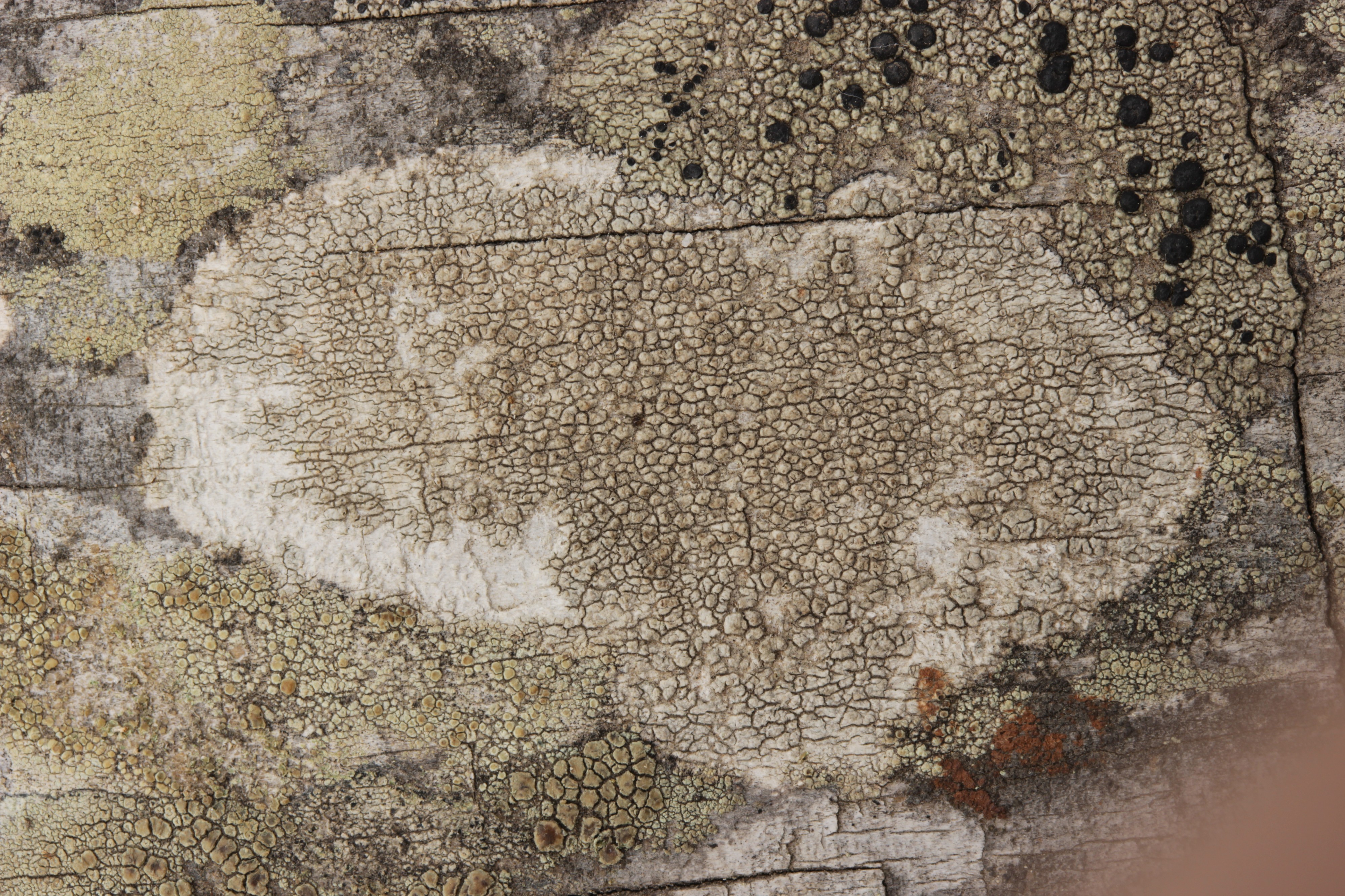 Lichen (42033573725)