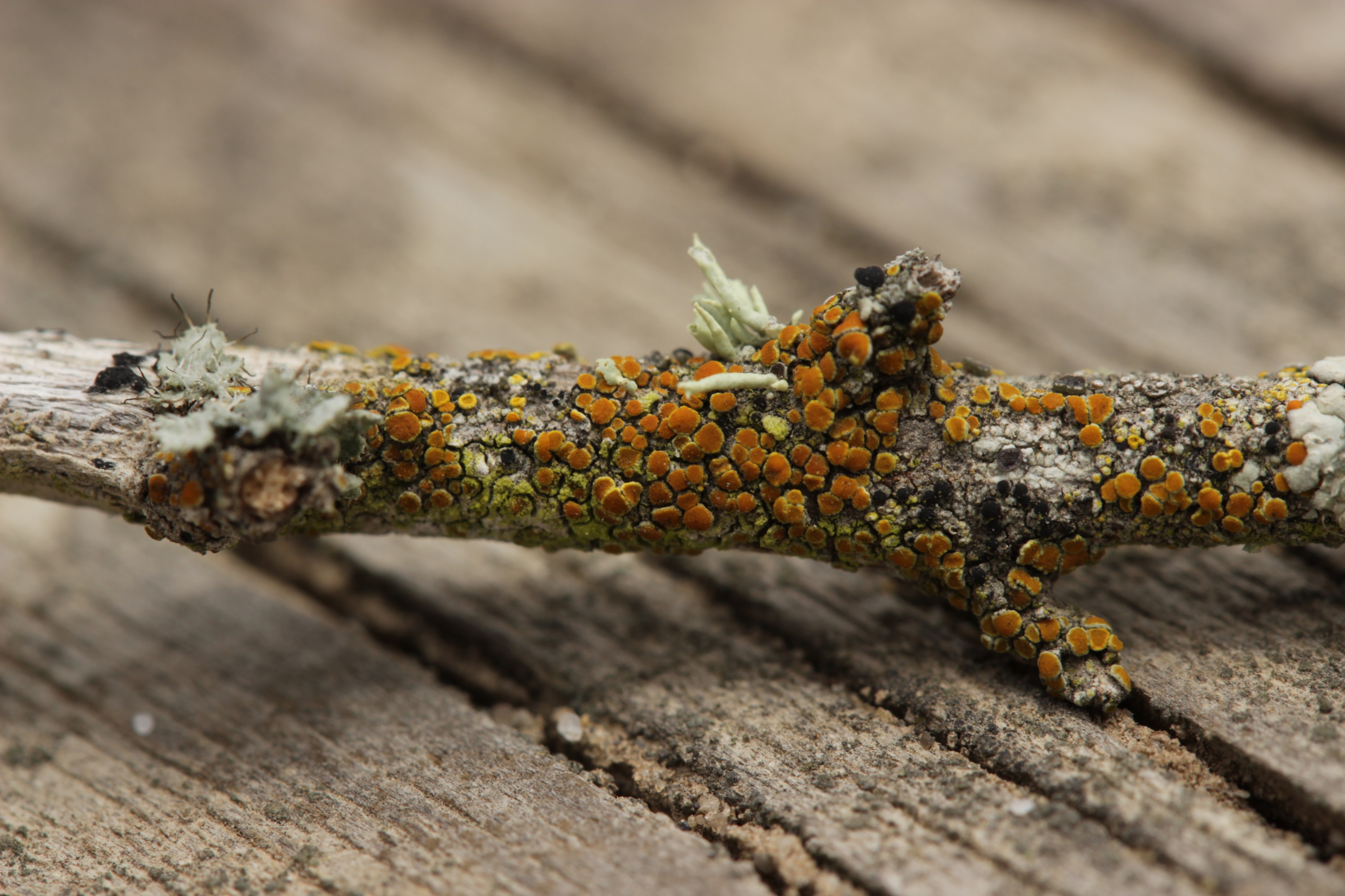 Lichen (42050421775)