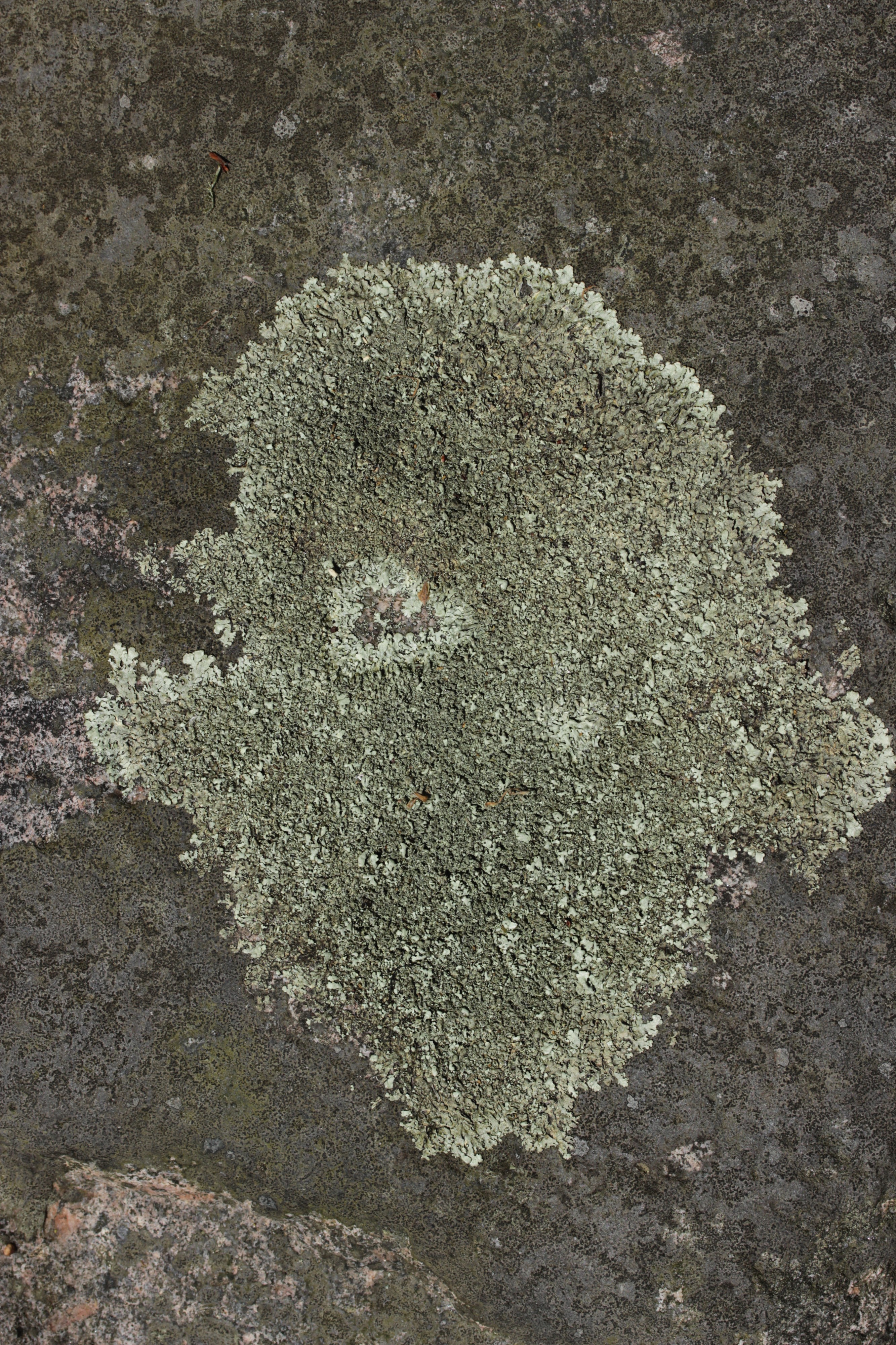 Lichen (42119057092)