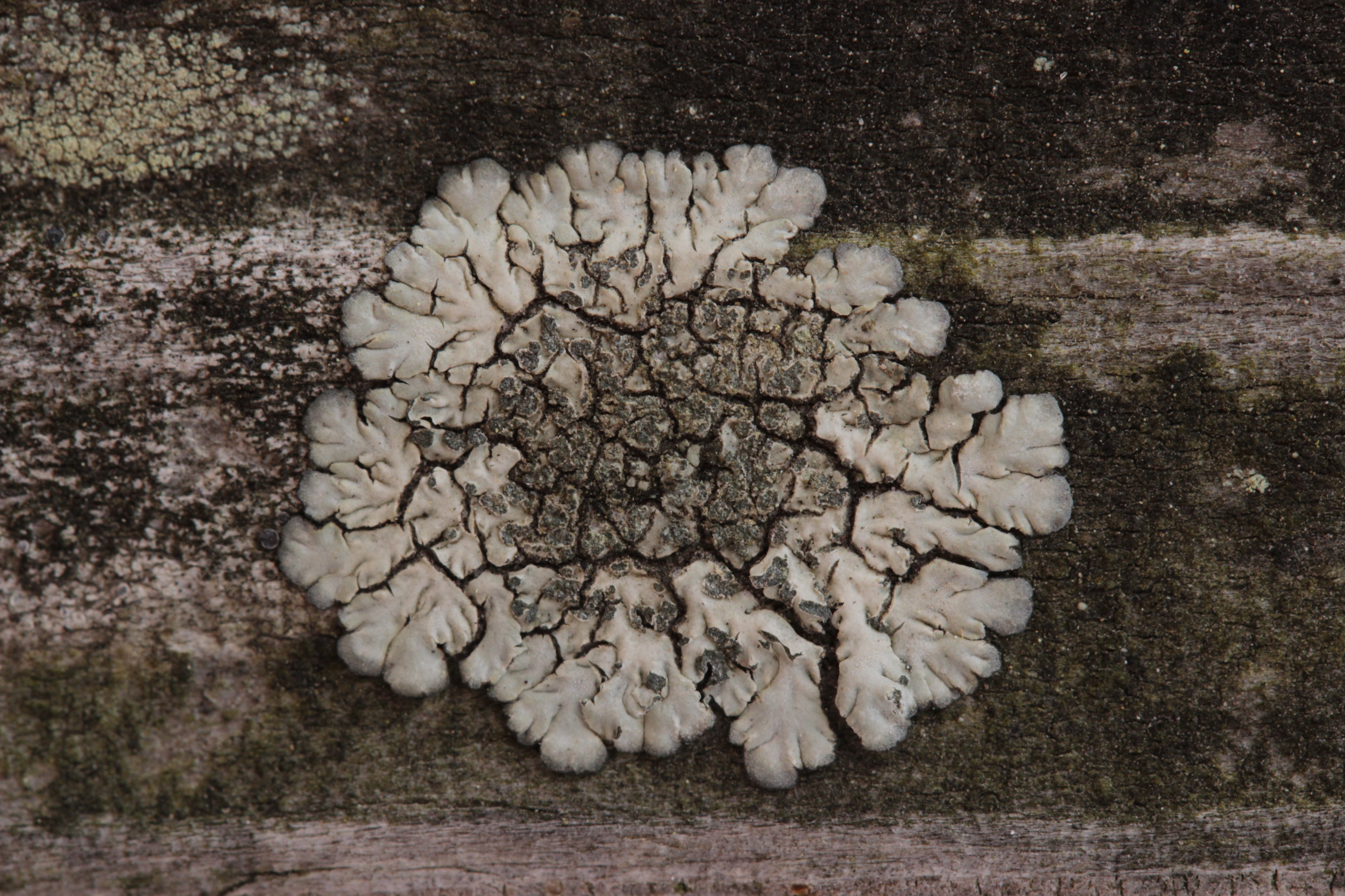 Lichen (42161328174)