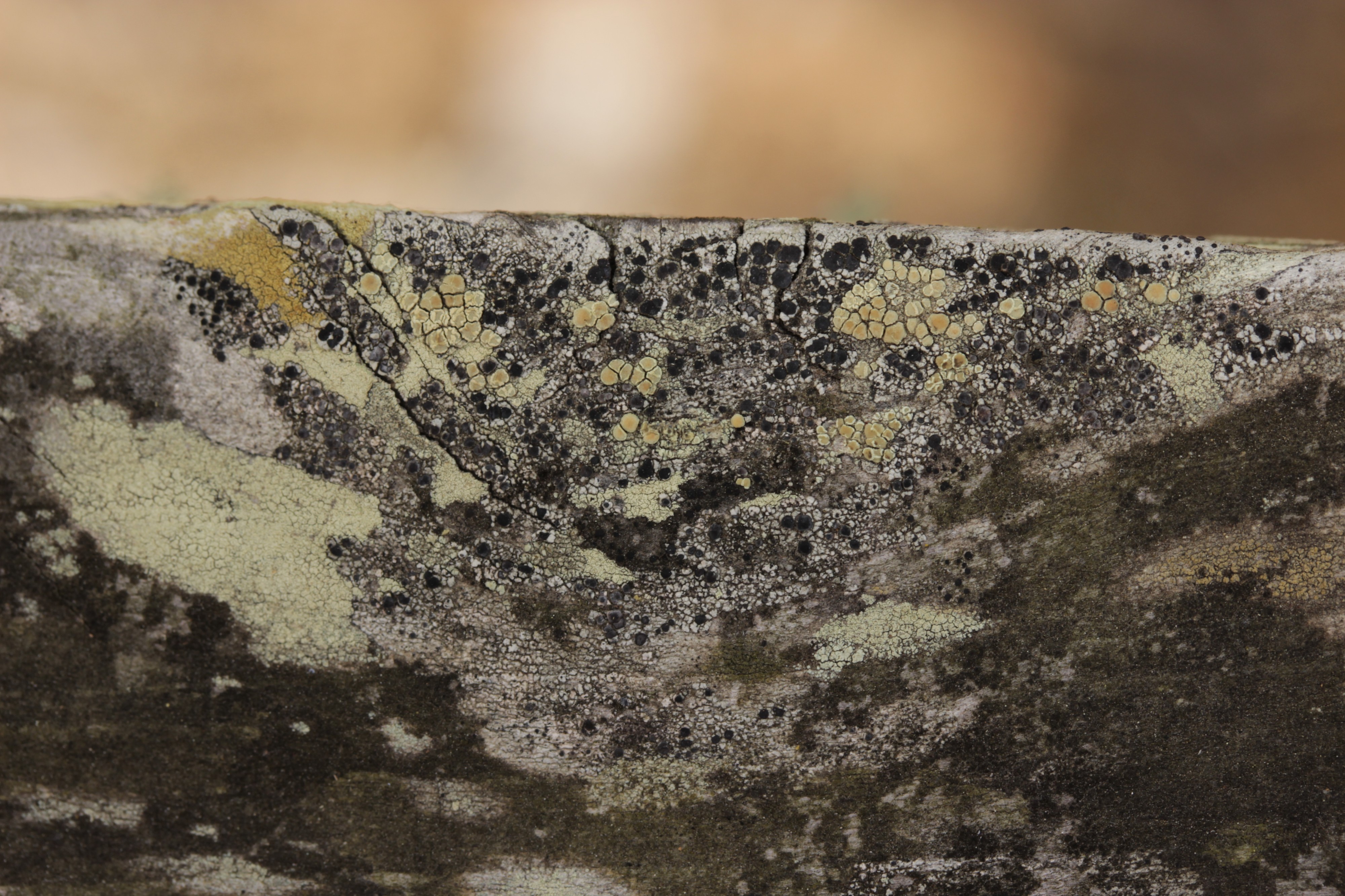 Lichen (42161331374)