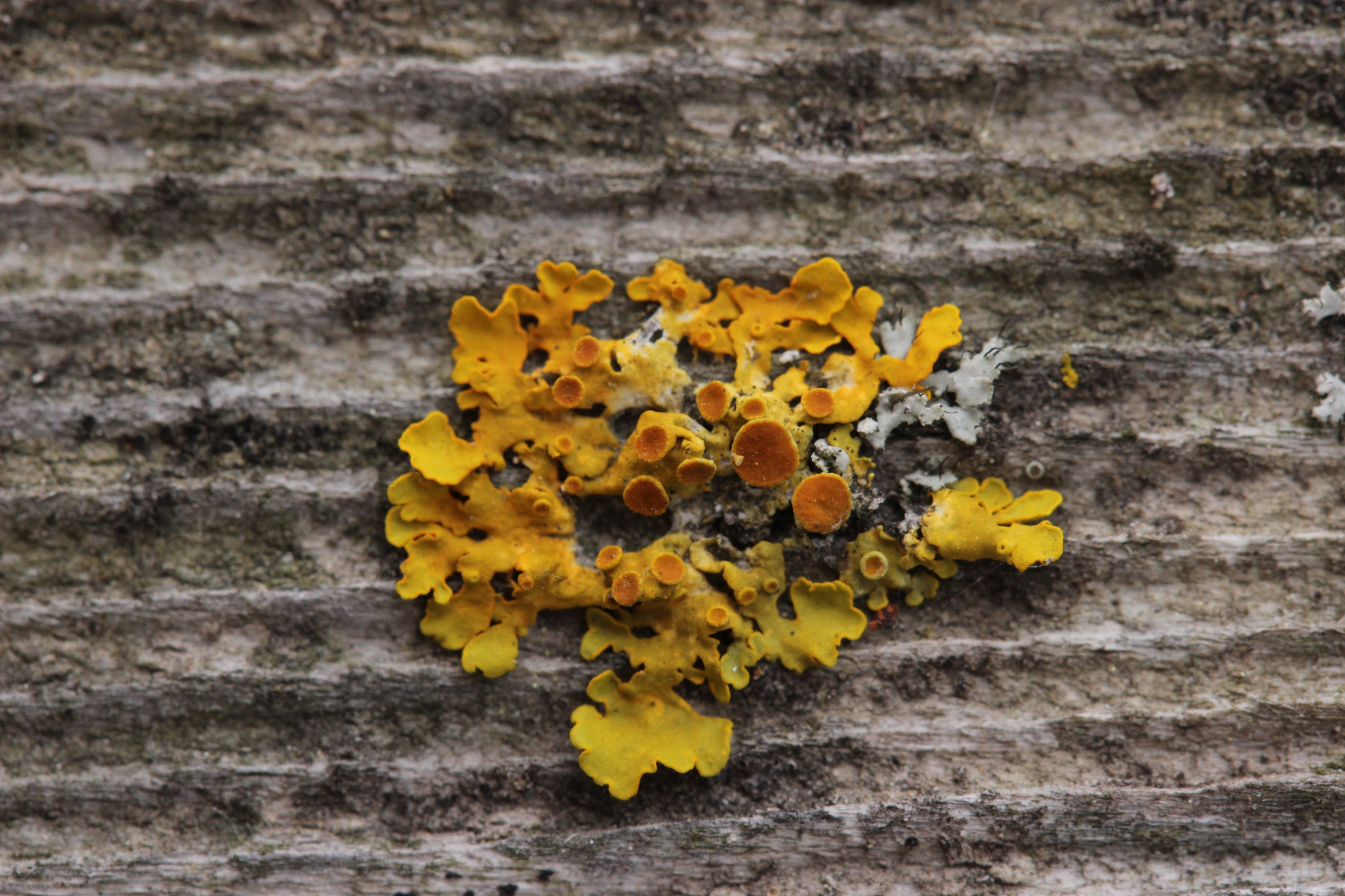 Lichen (42166089304)