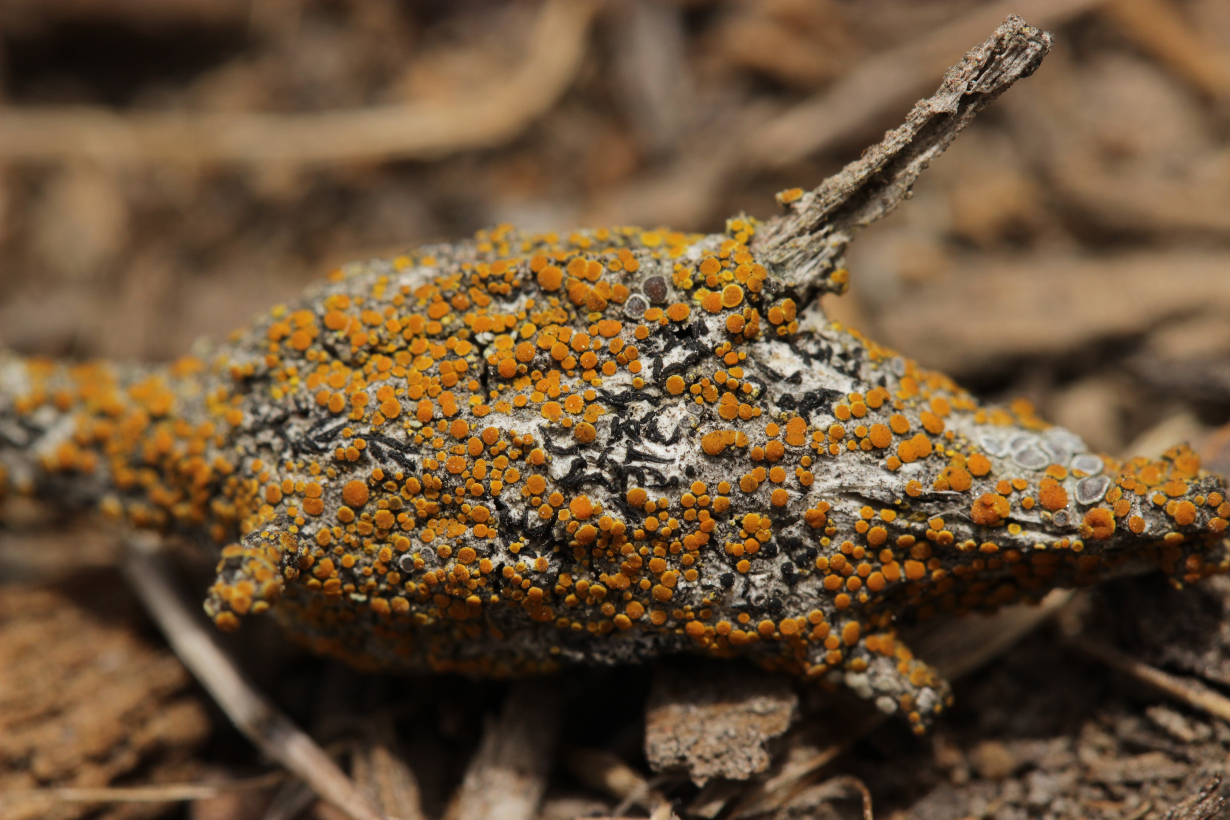 Lichen (42174446774)