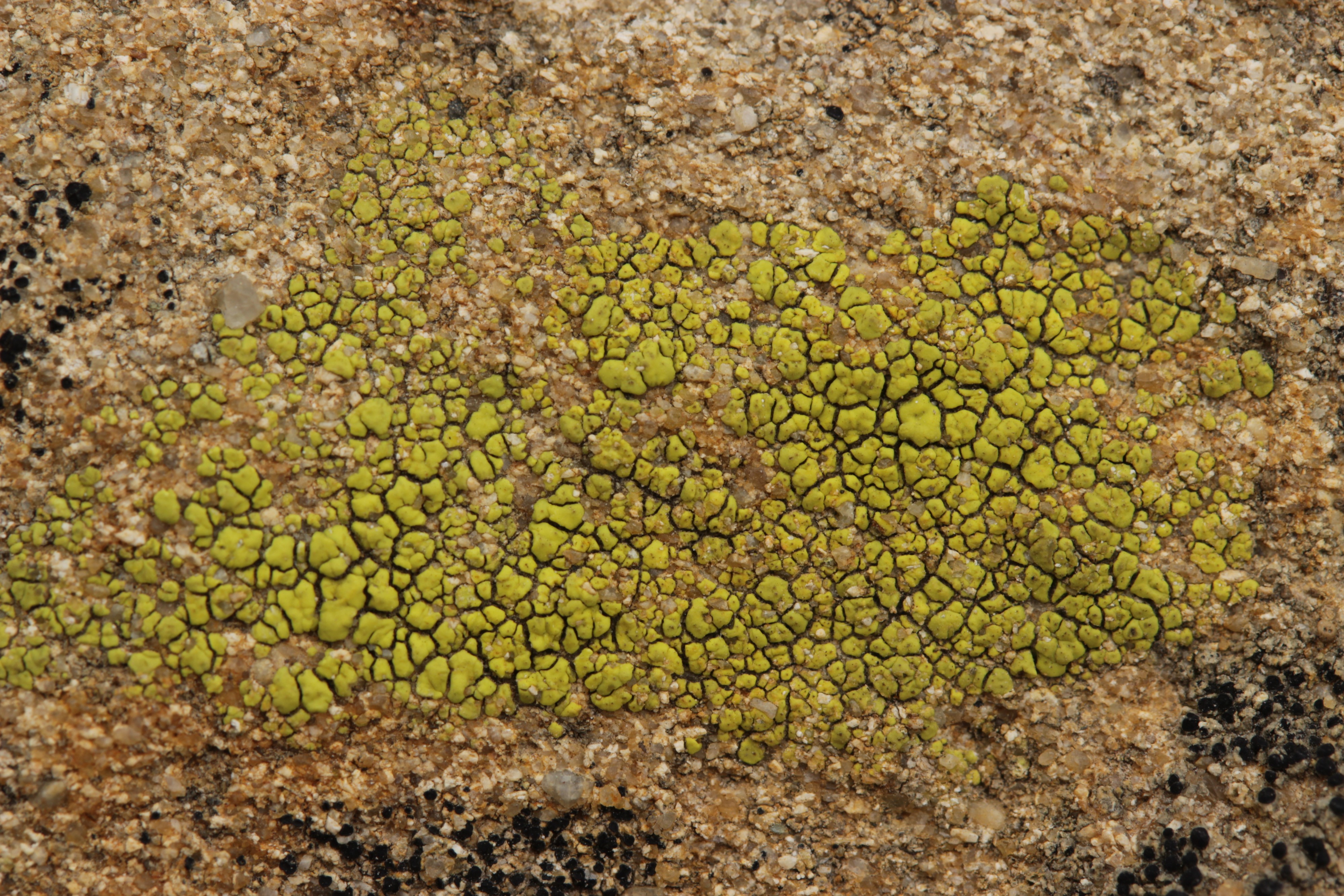 Lichen (42297826244)