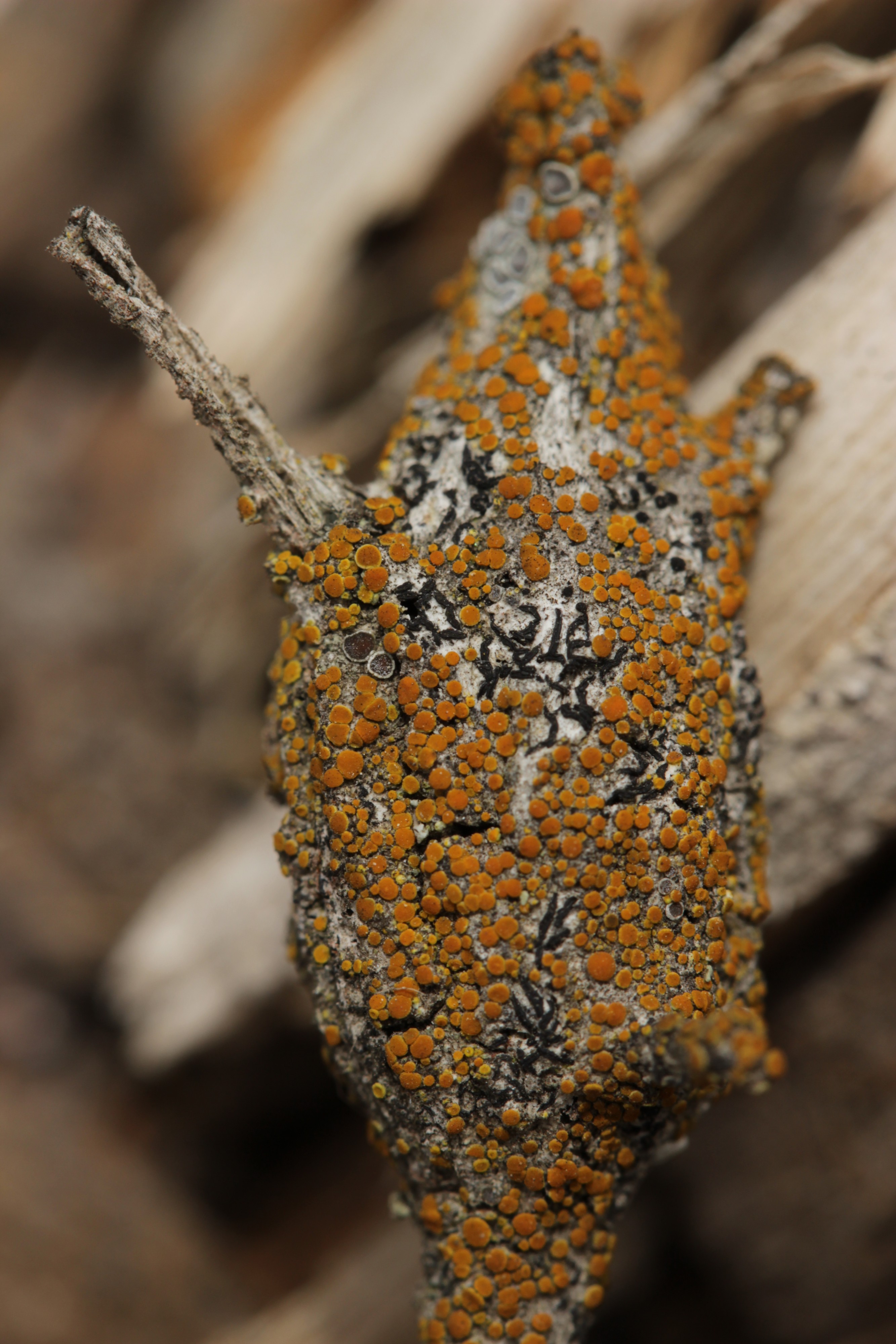 Lichen (42892870851)