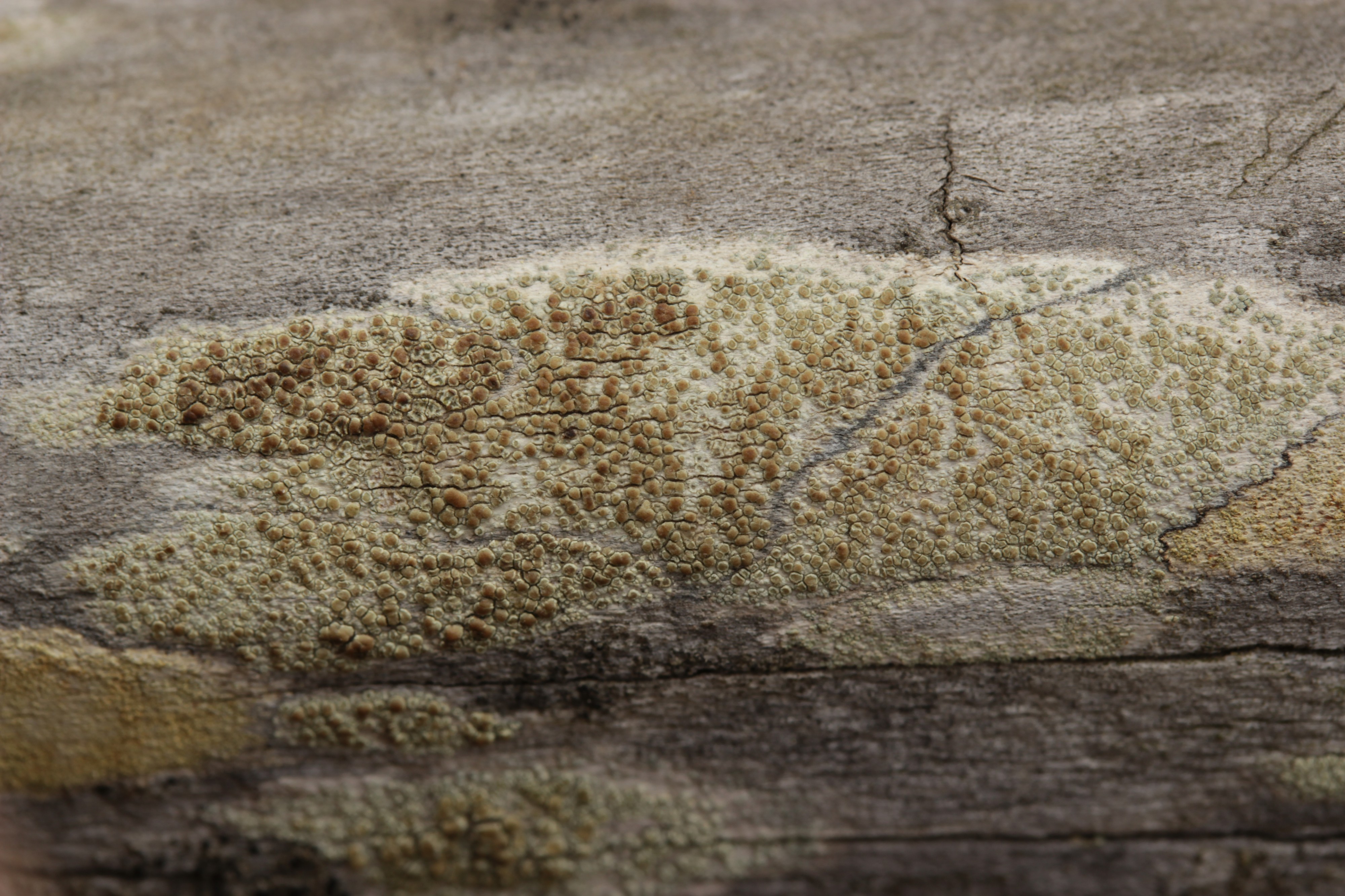 Lichen (42994238441)
