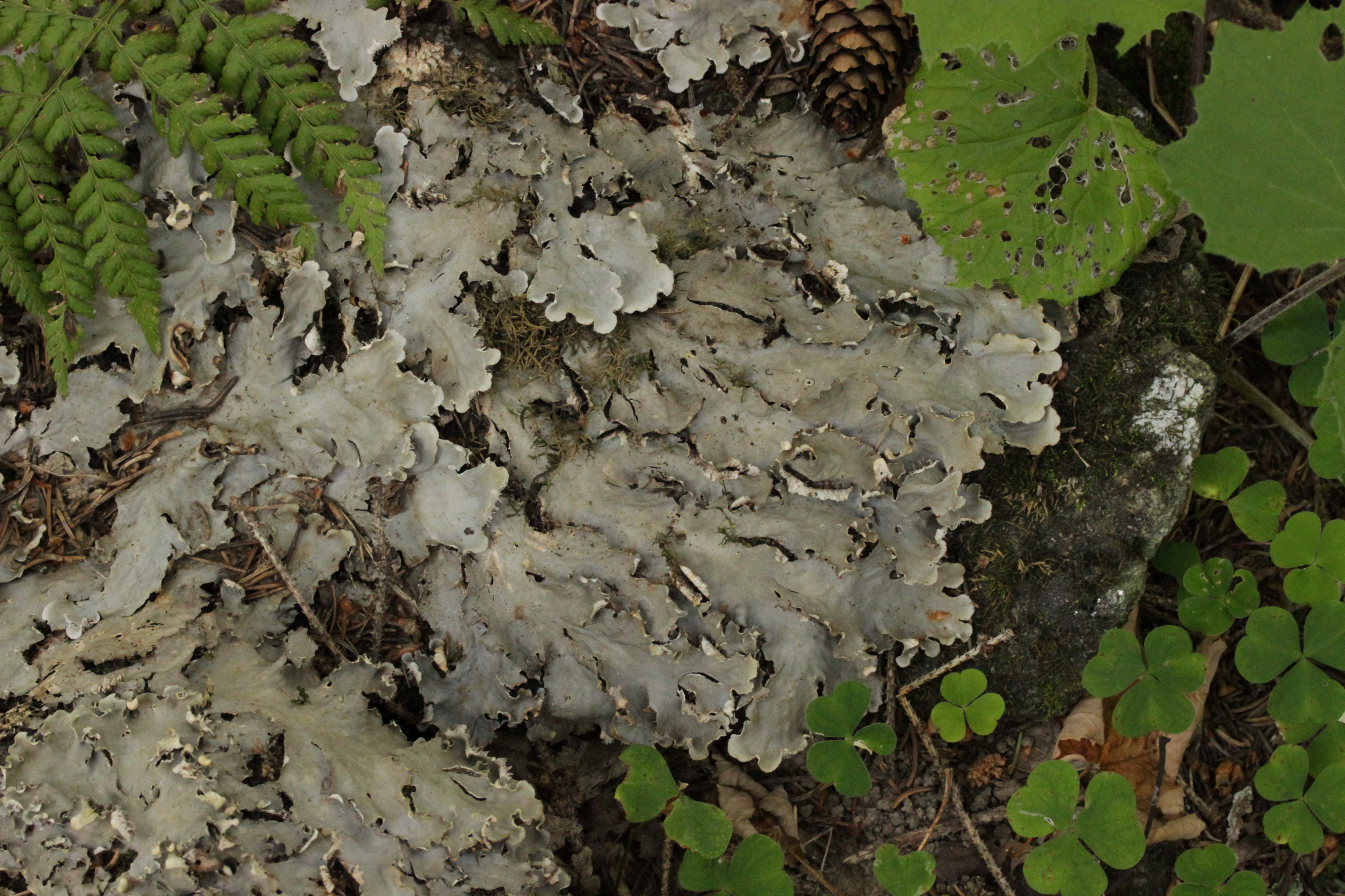Peltigera sp. (44124741862)