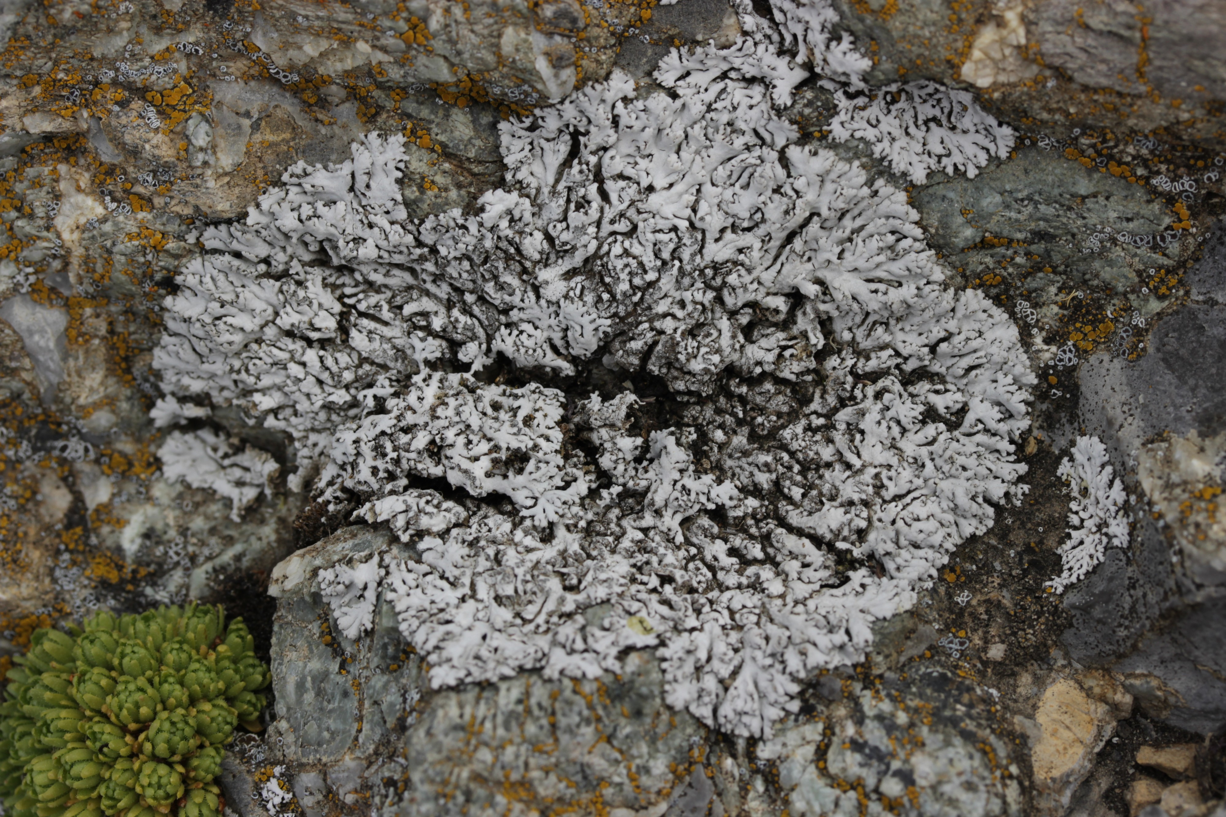 Physcia caesia (43501395104)