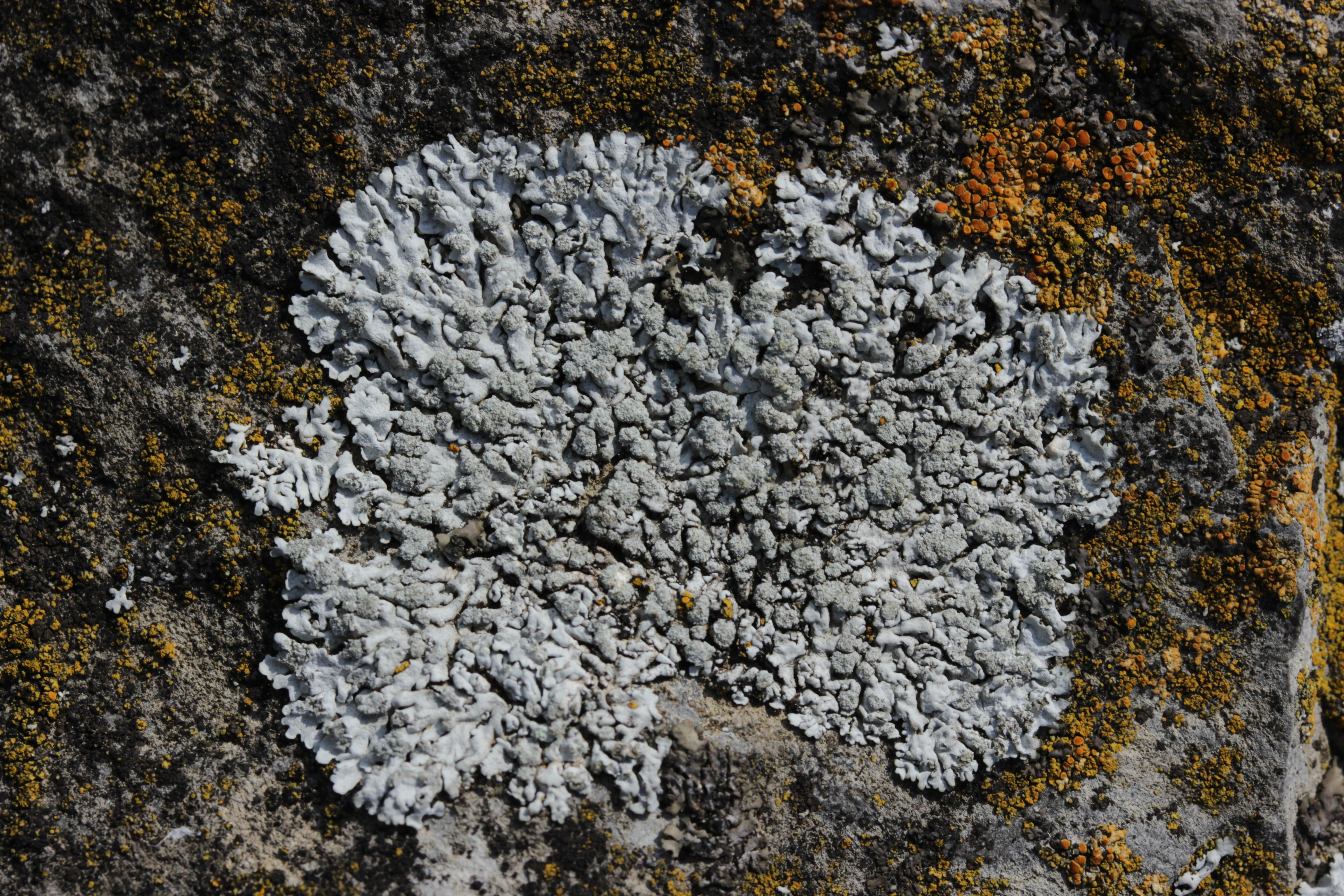 Physcia caesia (44587970791)