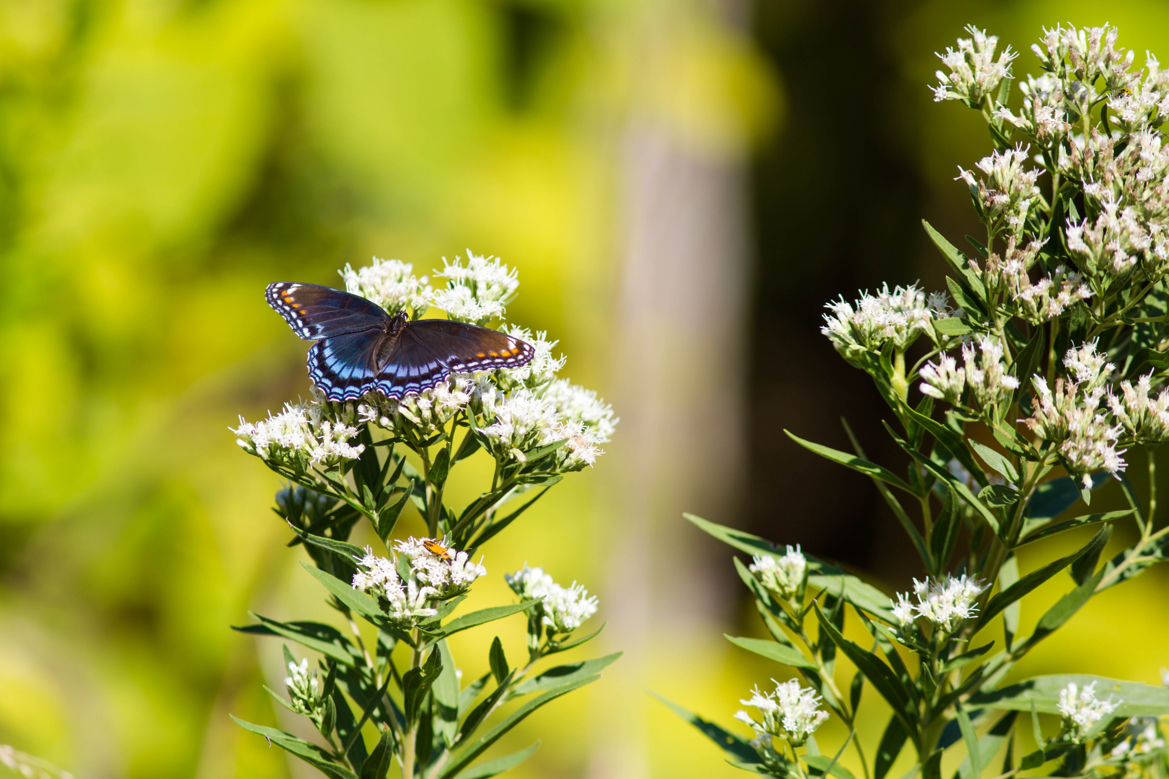 Red-spotted purple (21907909342)