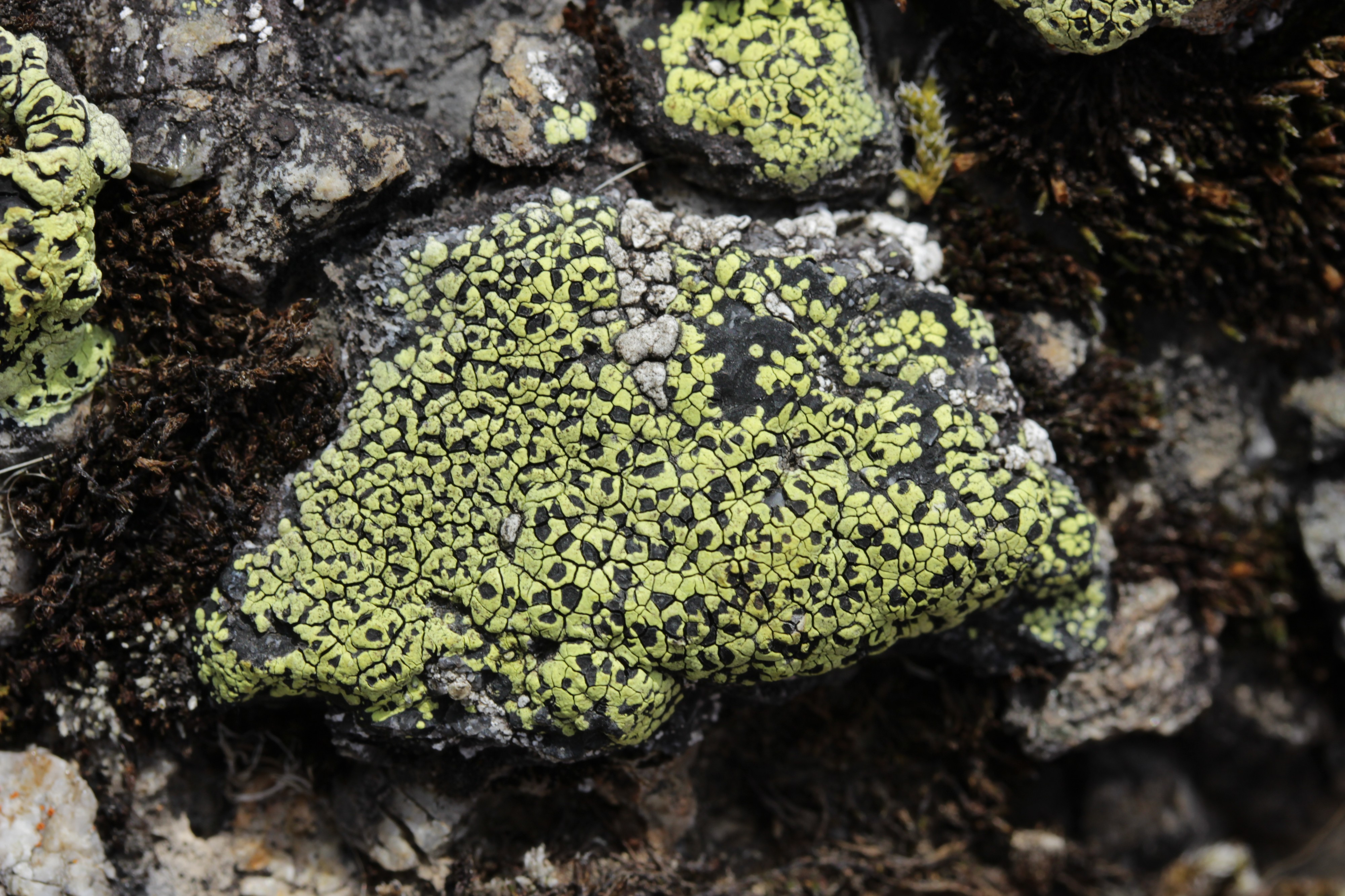 Rhizocarpon sp. (30328345508)