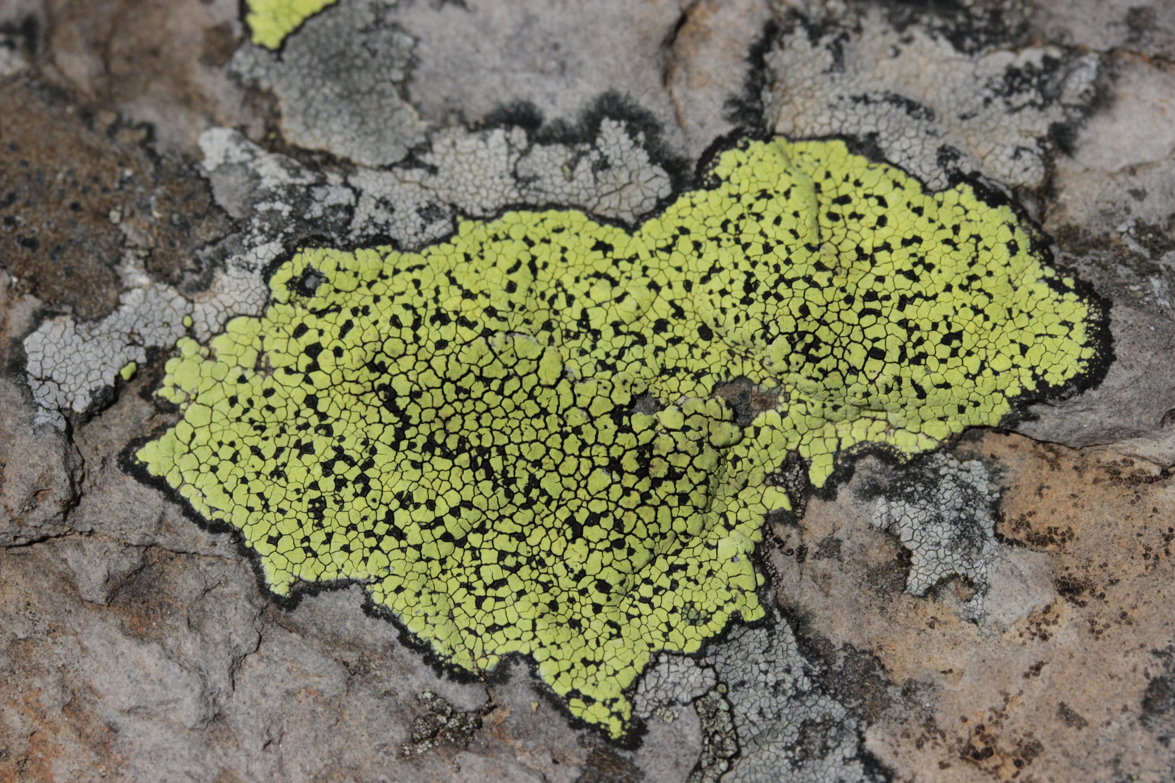 Rhizocarpon sp. (42899375280)