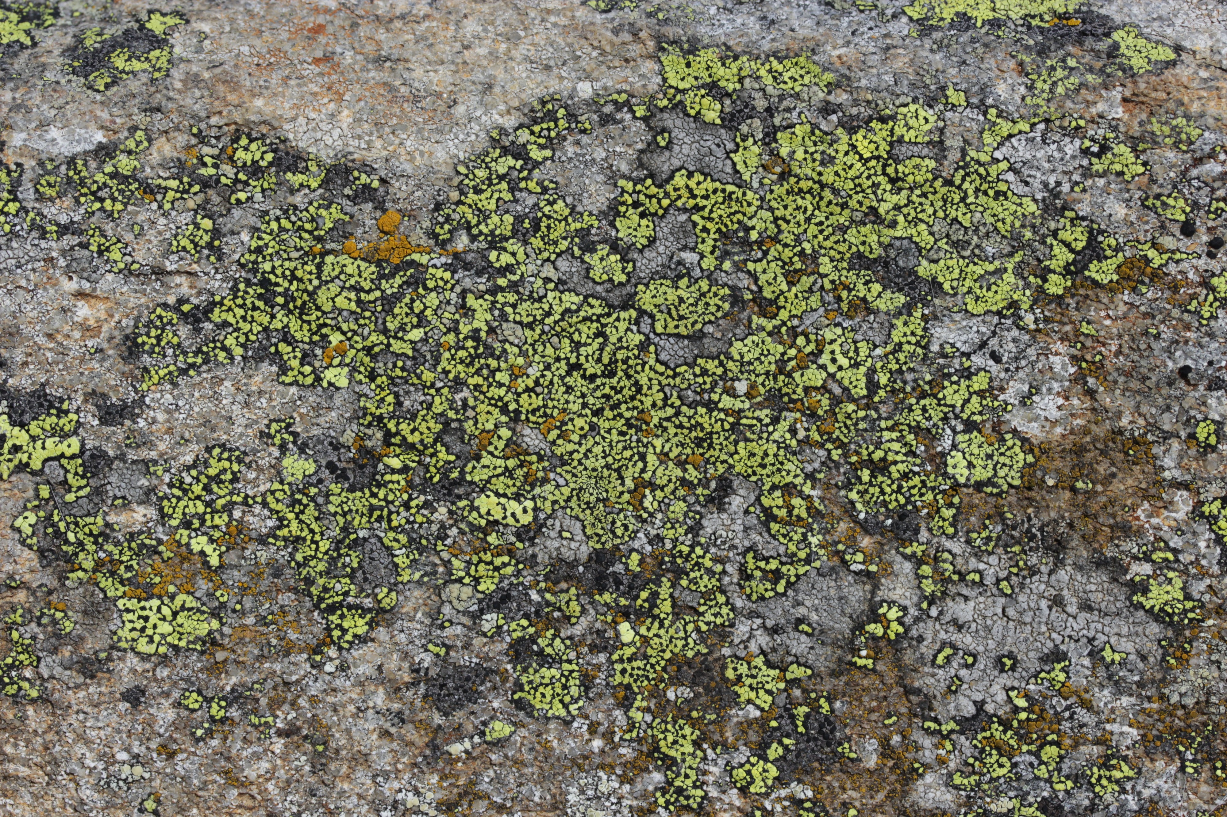 Rhizocarpon sp. (43582020115)