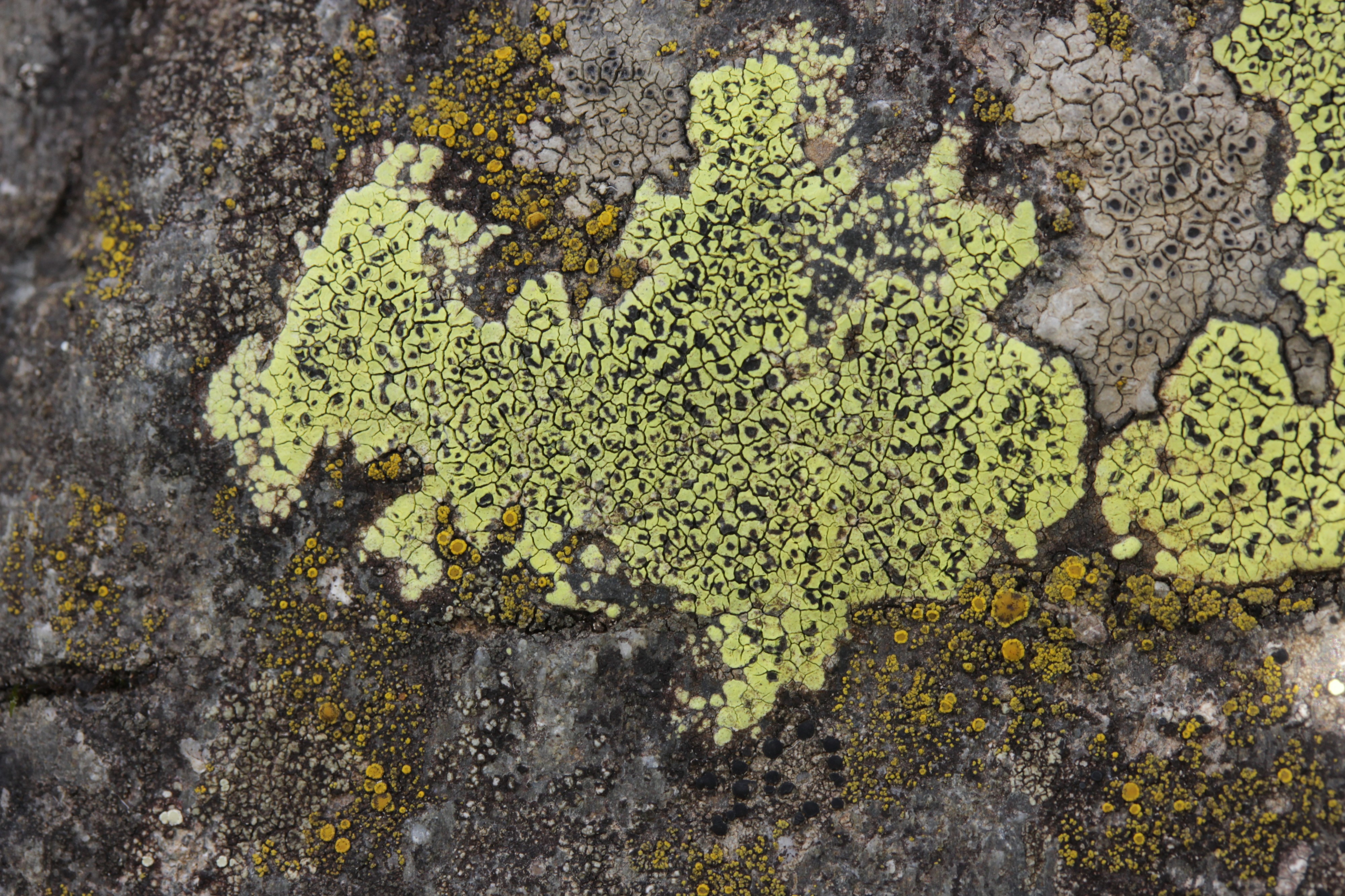 Rhizocarpon sp. (44252513992)