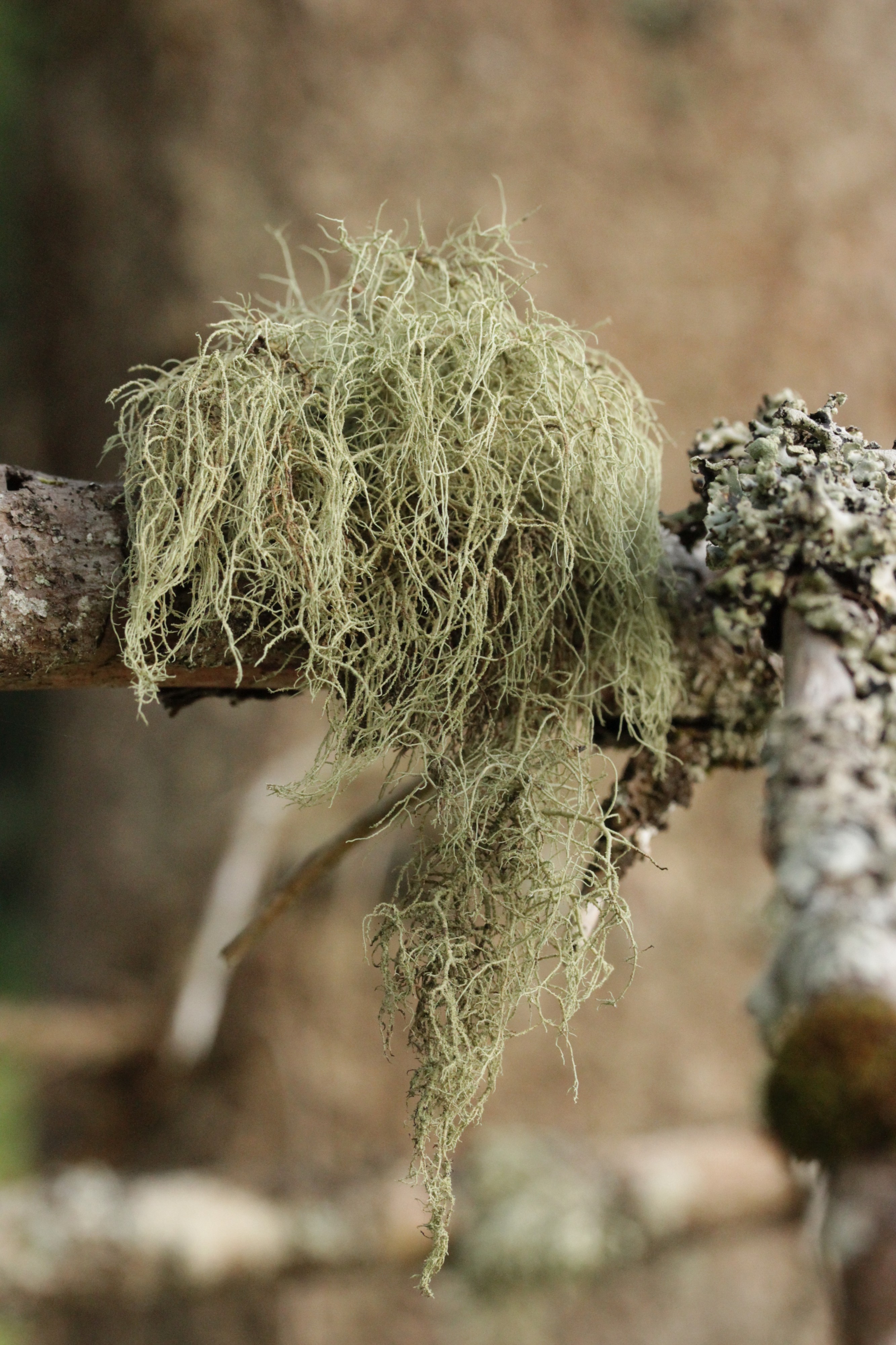 Usnea sp. (43441882754)