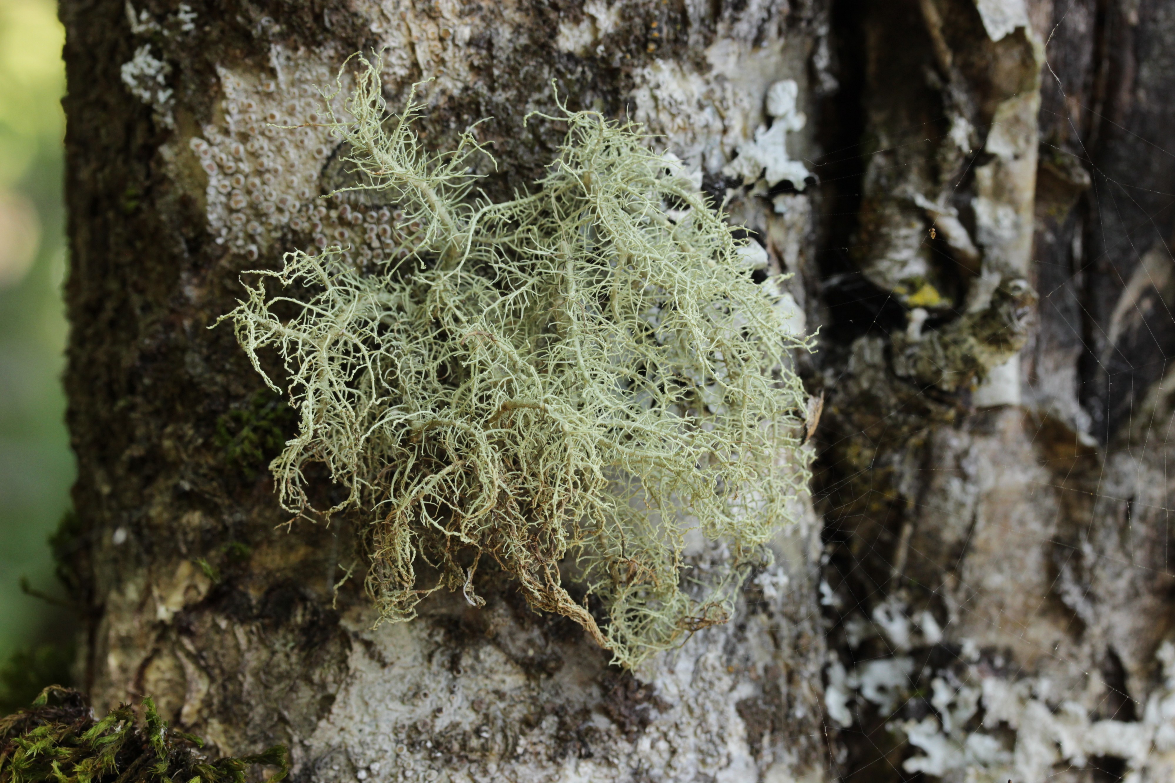 Usnea sp. (44058643994)