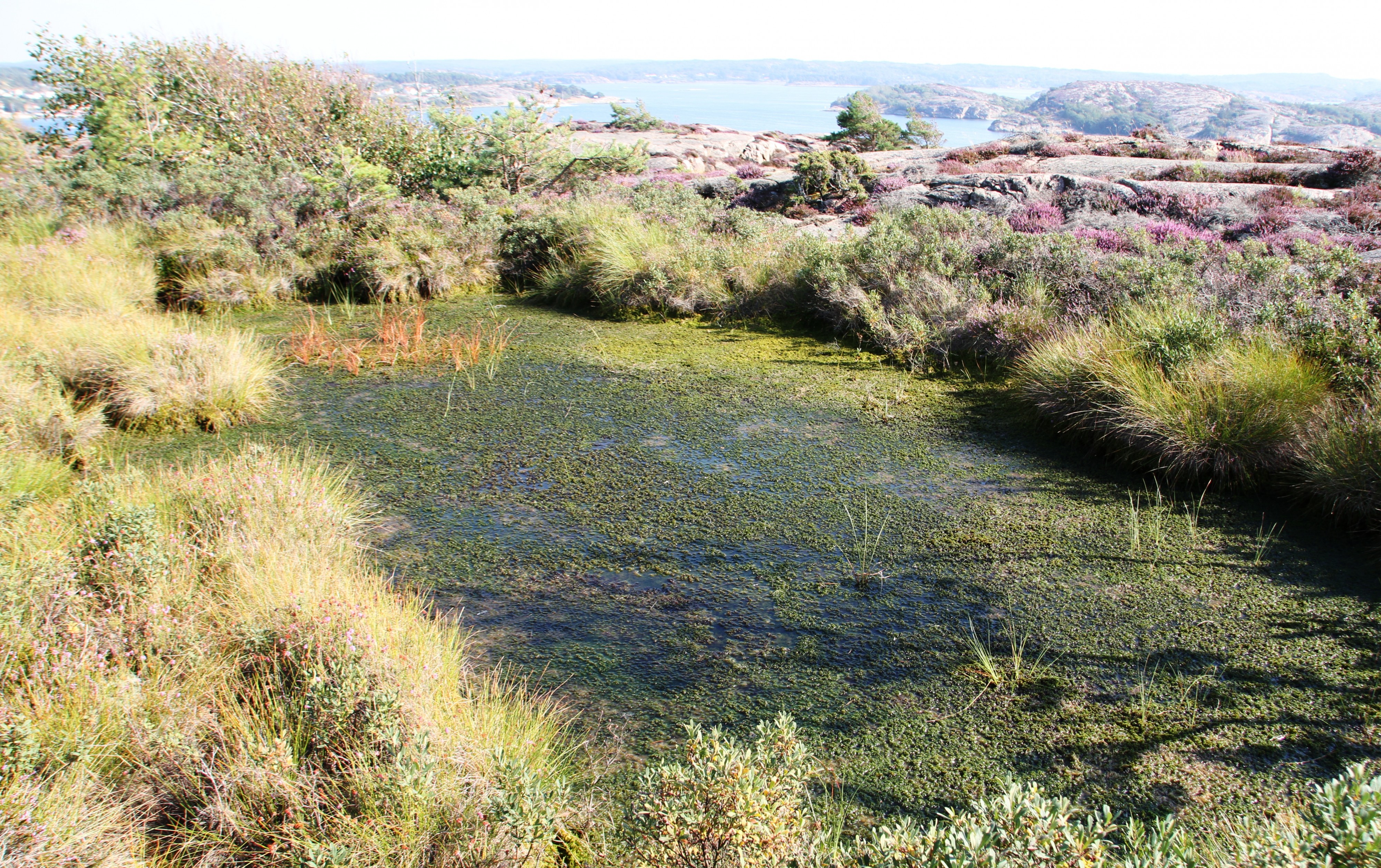 Valön IMG 9688