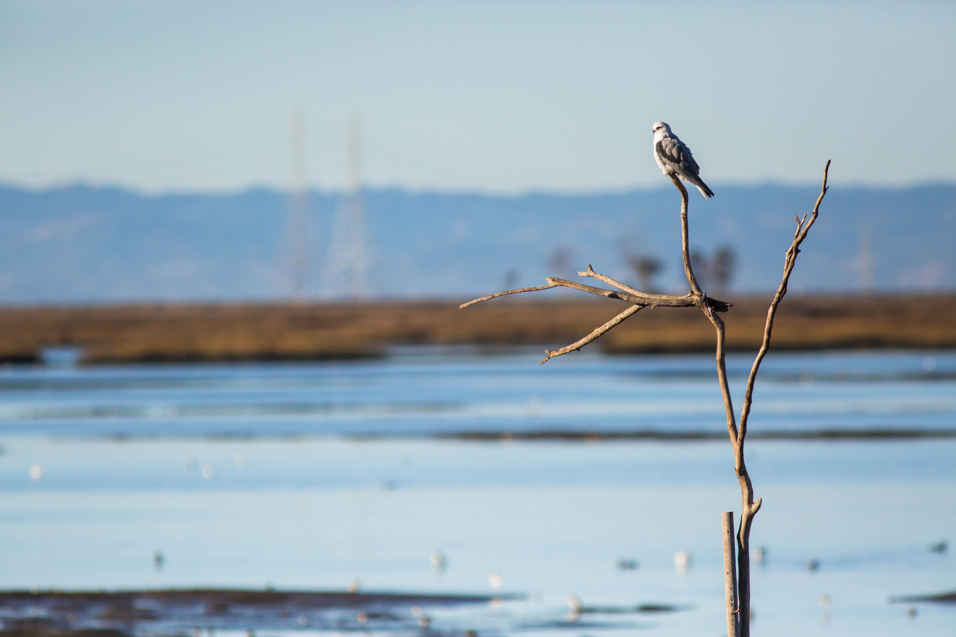 White-tailed Kite, Napa - Sonoma Marshes, California (23349561291)