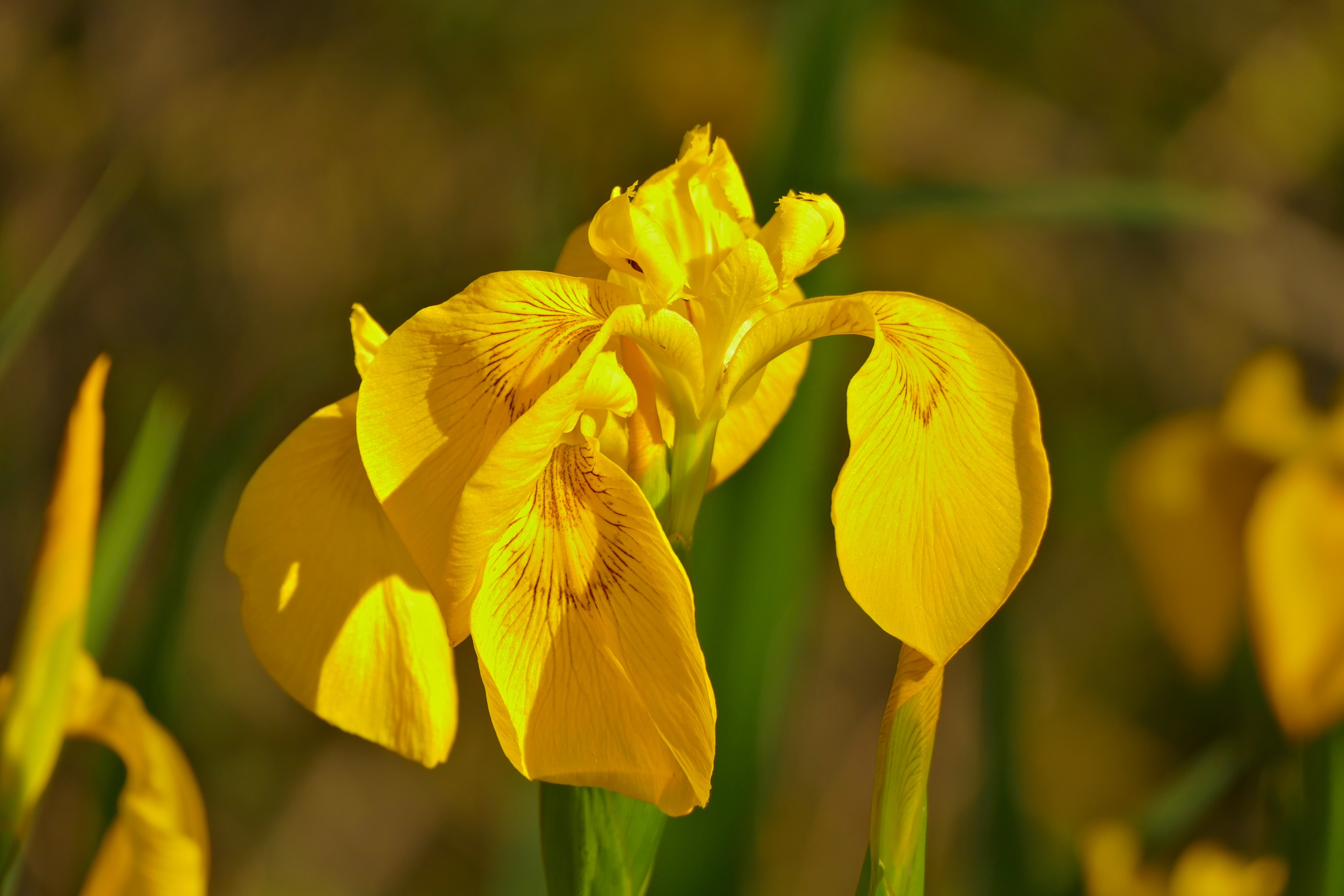 Yellow Iris (Iris pseudacorus) (26499813975)