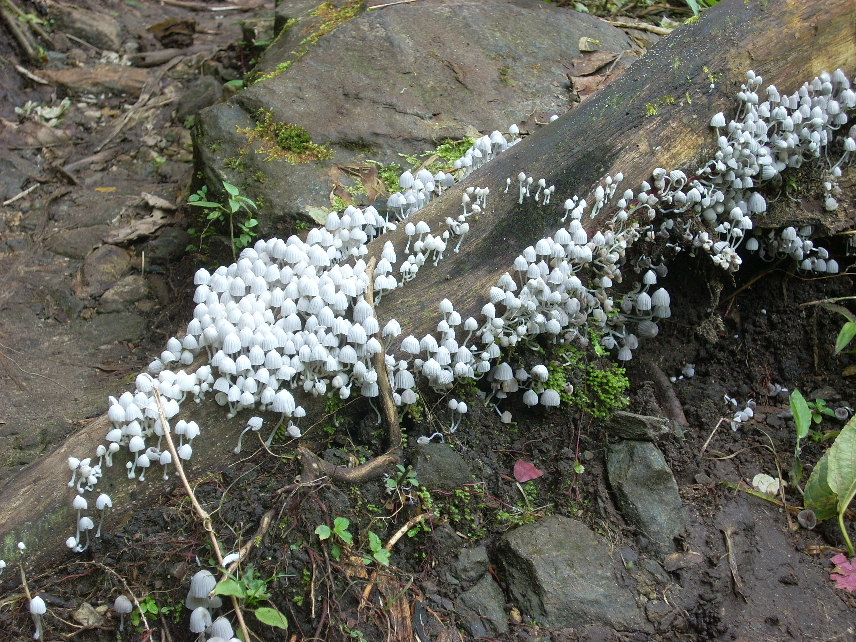 Toadstools, La Igualdad, San Marcos, Guatemala