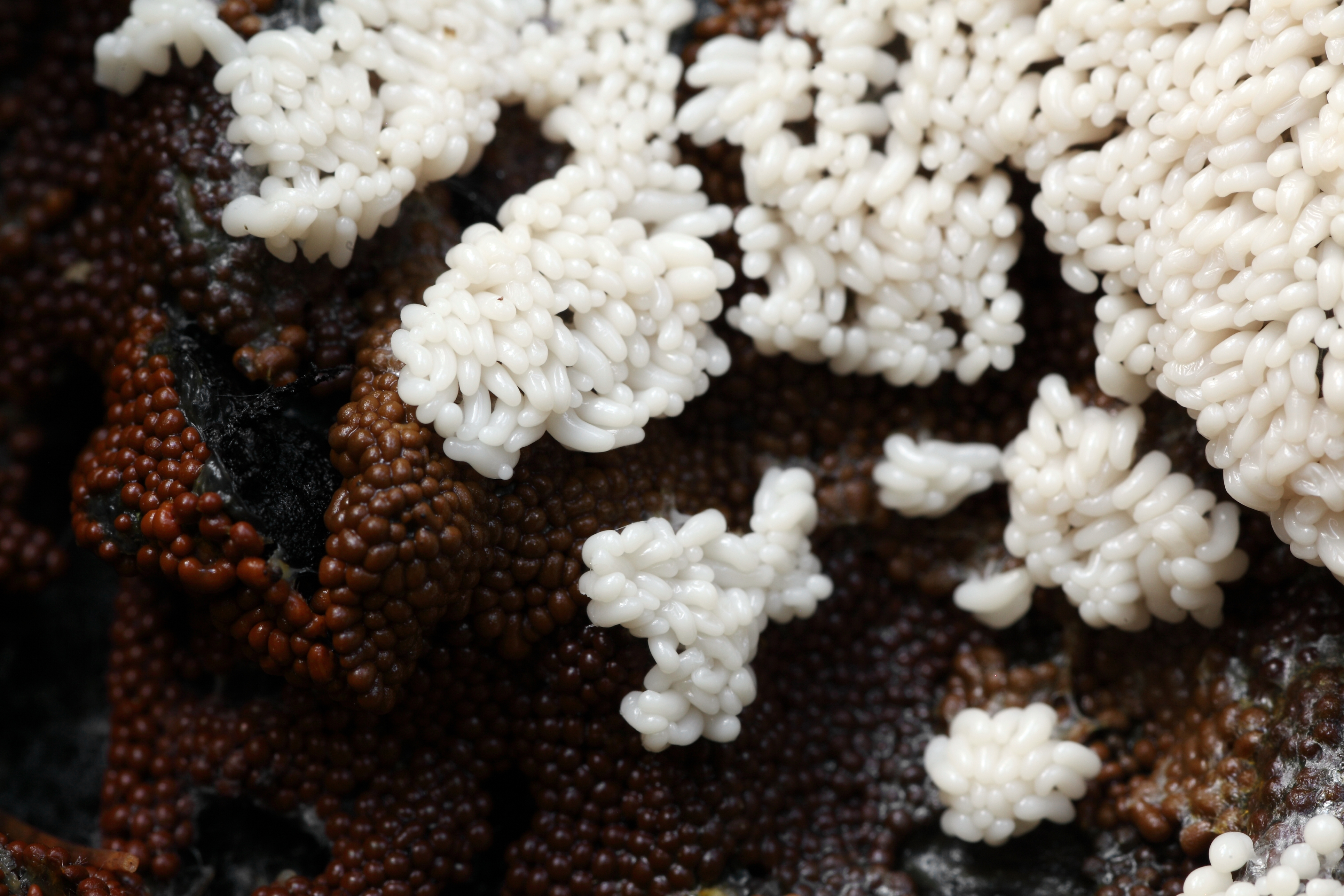 Trichia varia